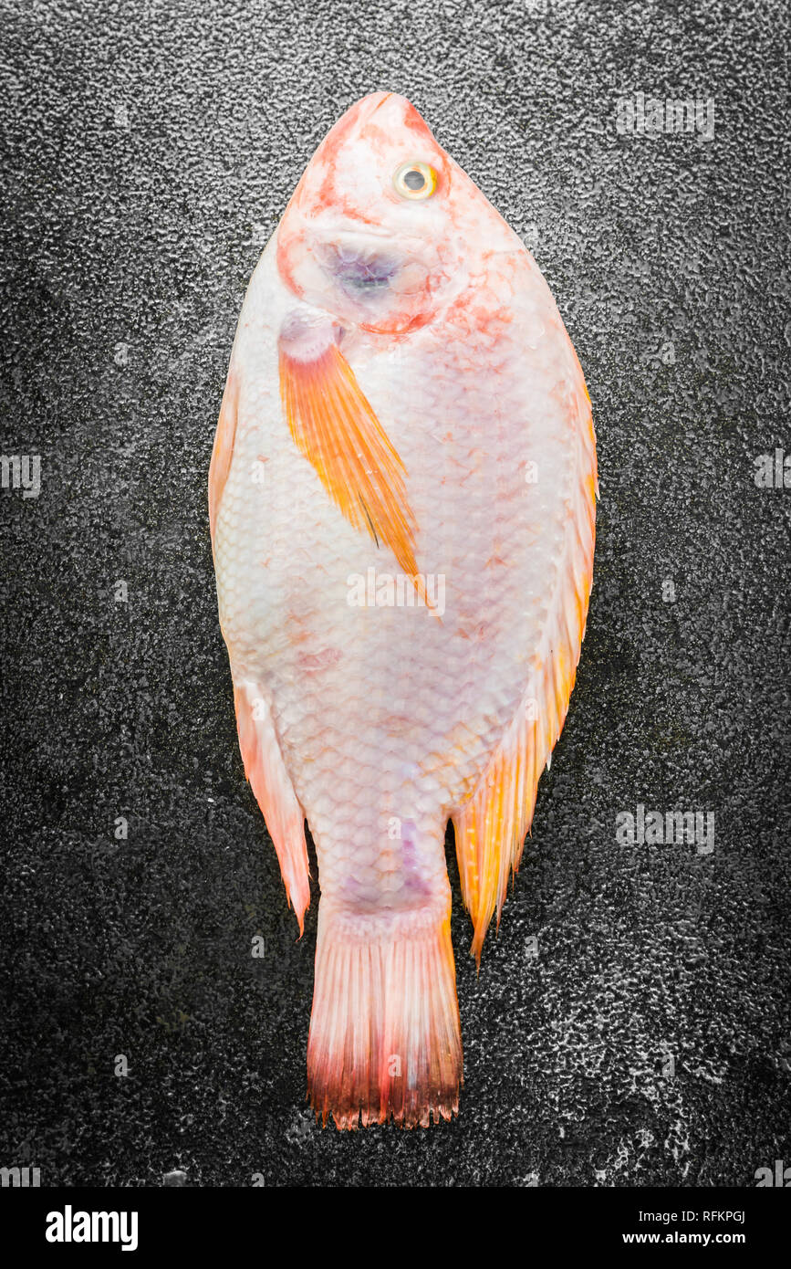 Raw tilapia fresh fish on black stone background - dark processing style pictures Stock Photo