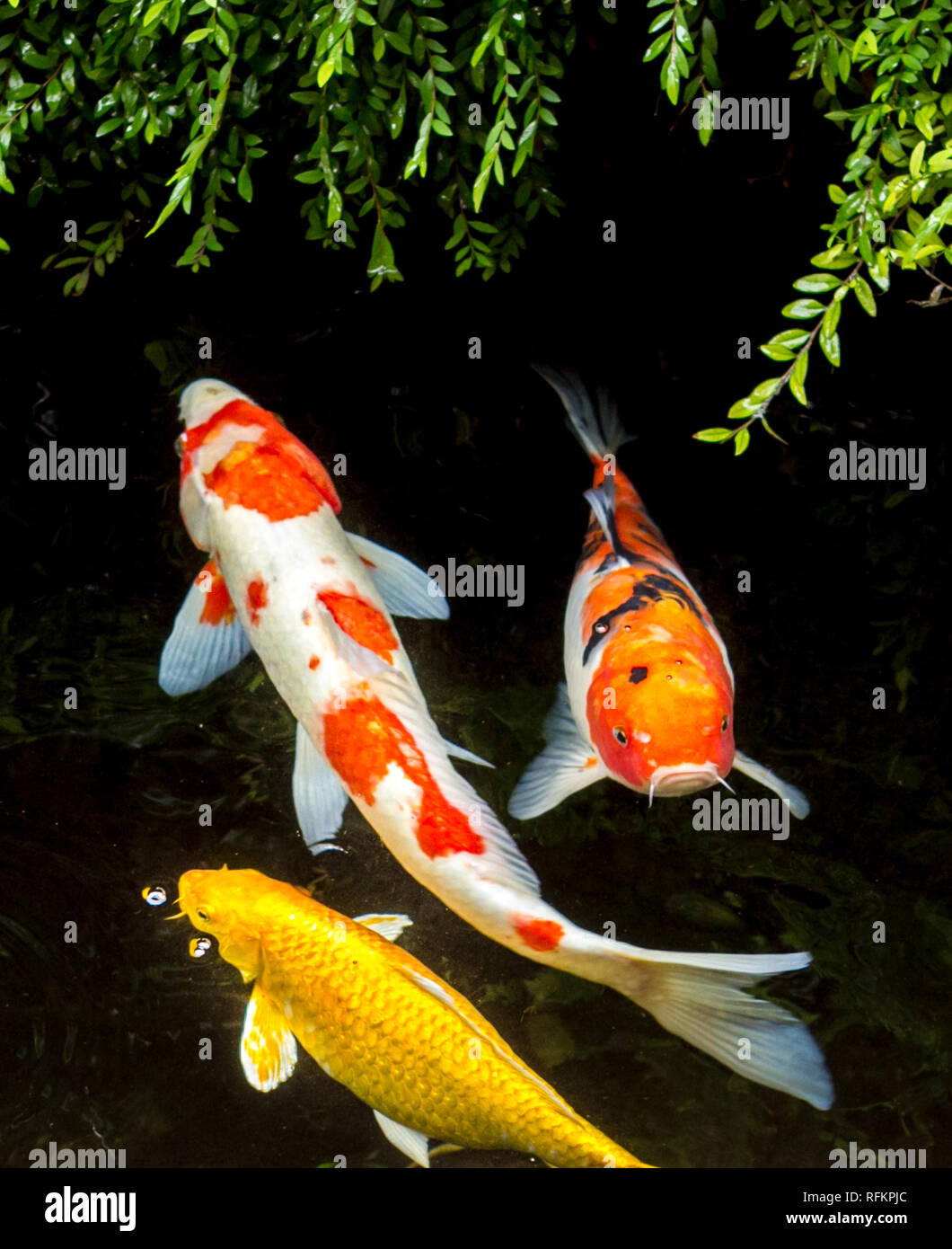 Colorful Koi fish in a pond Stock Photo