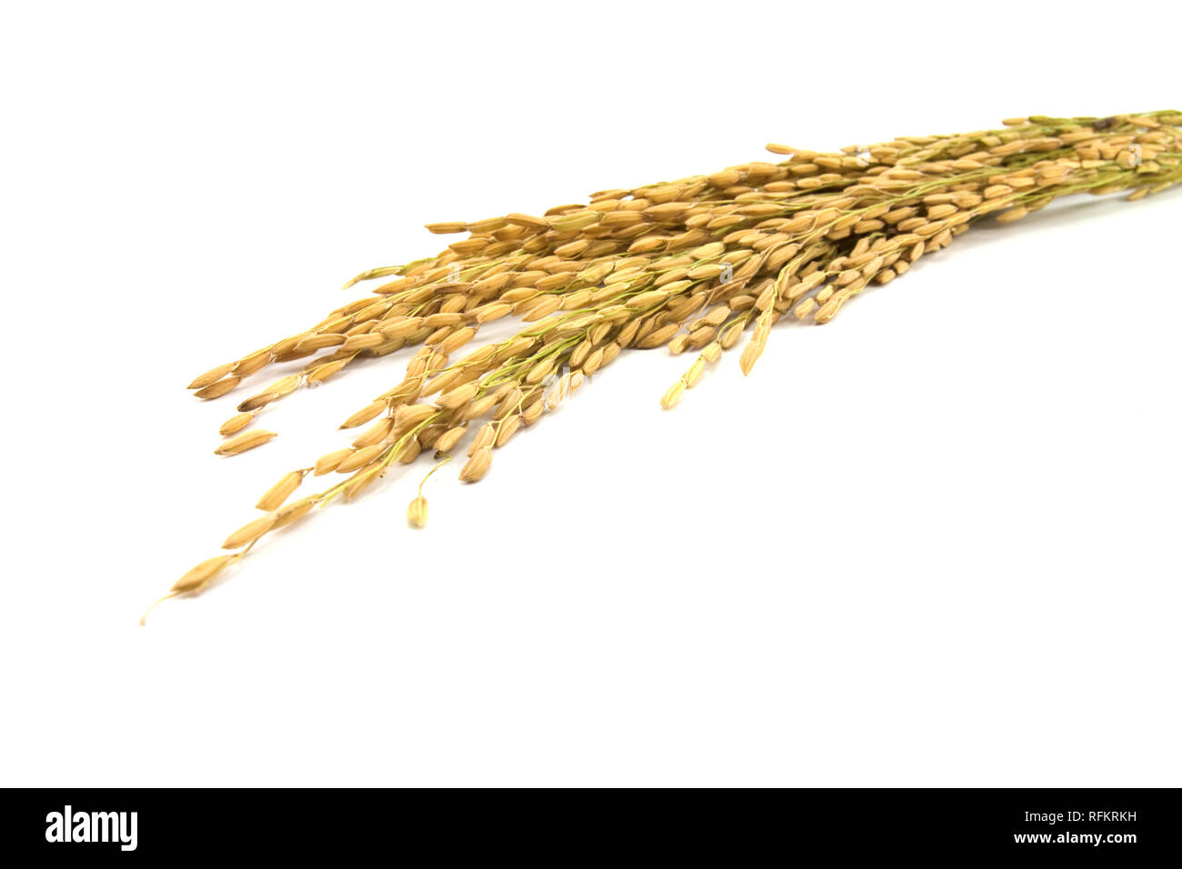 Wheat Stalk Isolated Stock Photos & Wheat Stalk Isolated Stock Images - Alamy