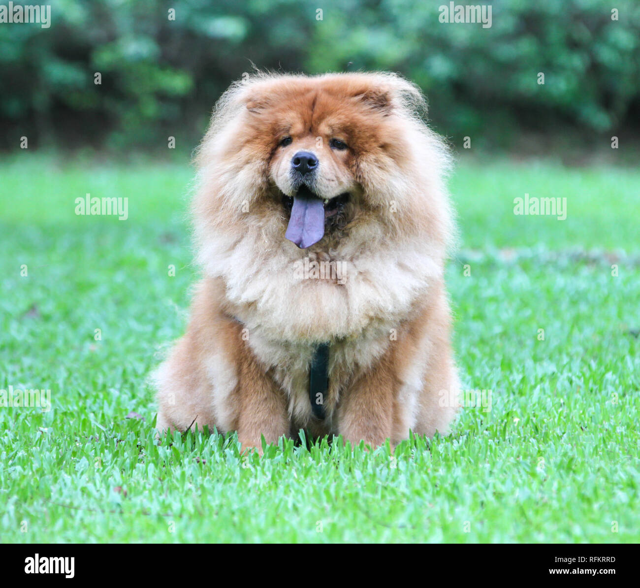 Female Chow Chow Mix Month Old Chow Chow Chow Chow Breed