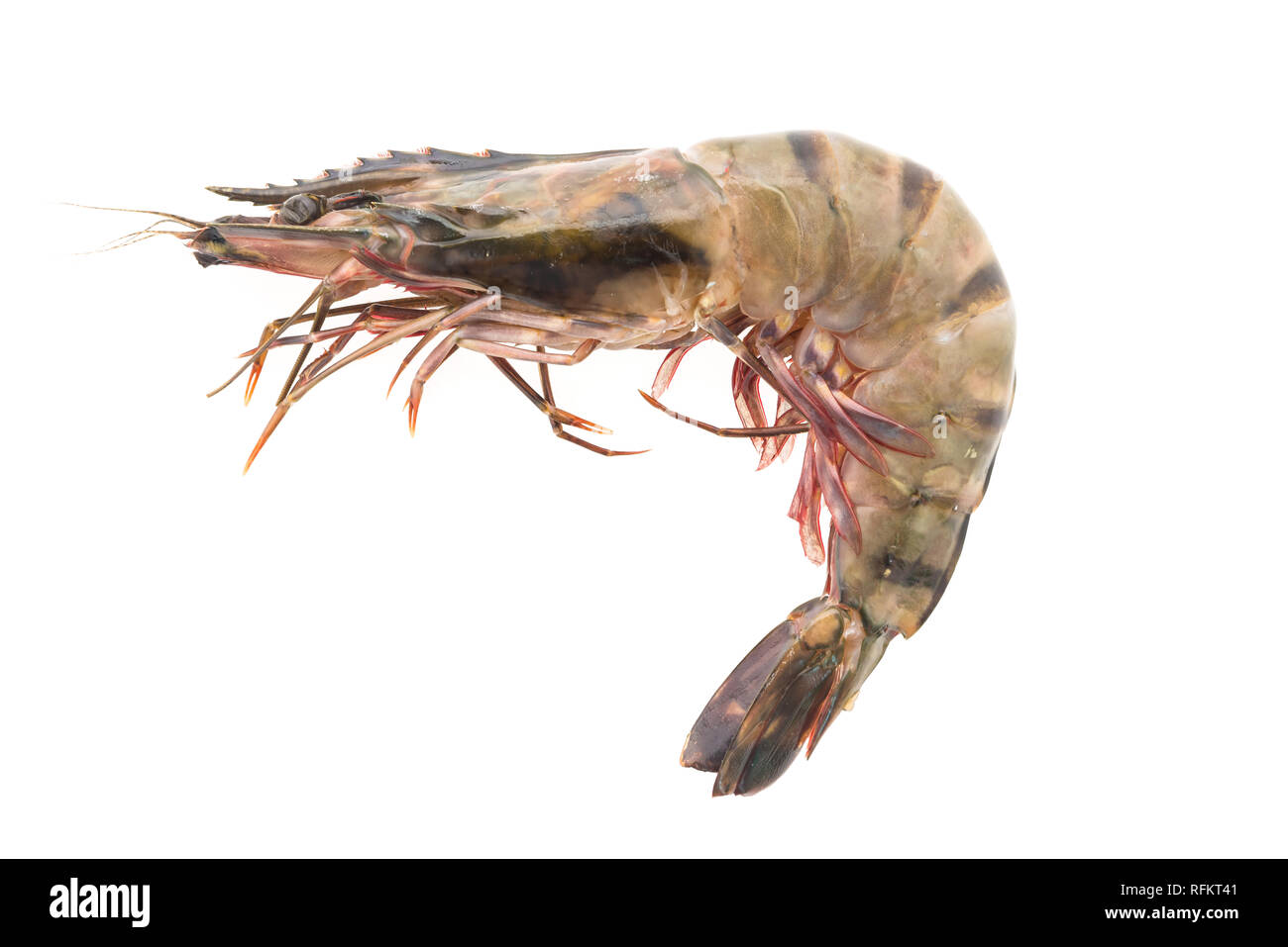 Raw Tiger prawn shrimp isolated on white background Stock Photo