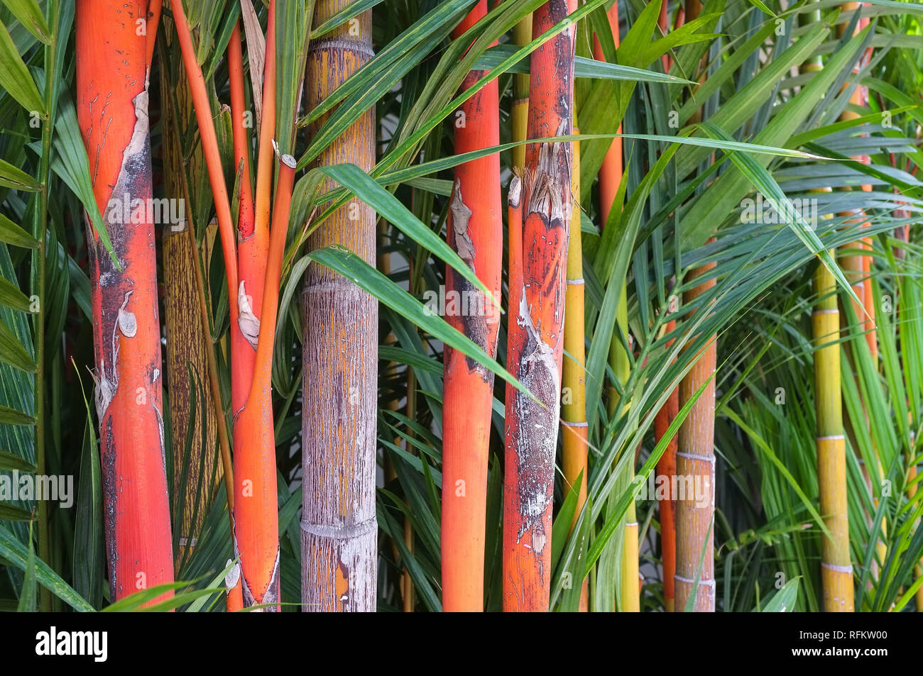 Fargesia Jiuzhaigou 1 bamboo, also called Red Panda Fargesia Stock Photo