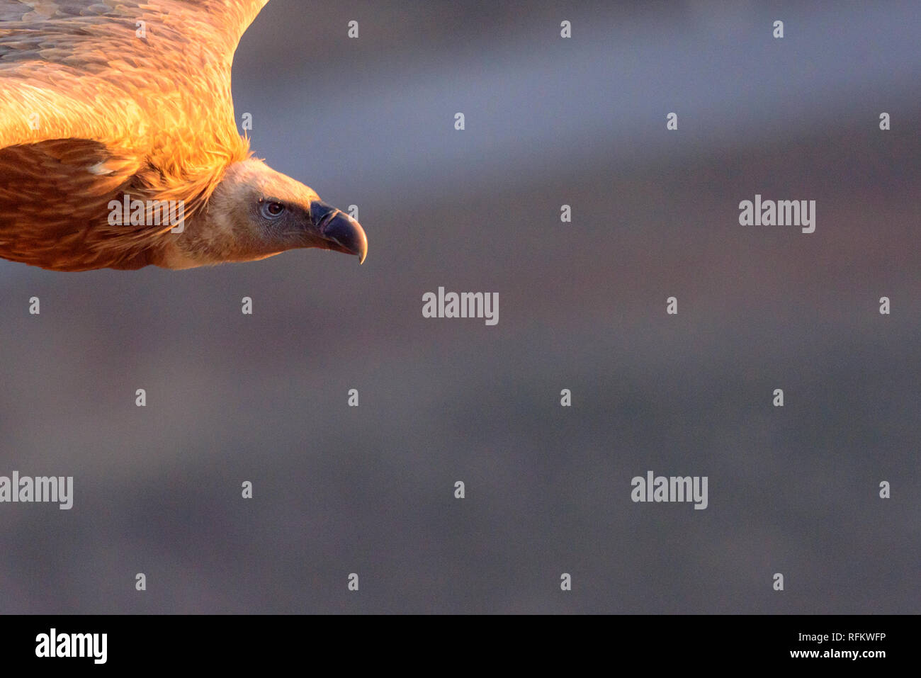 Detail of a griffon vulture in flight Stock Photo - Alamy