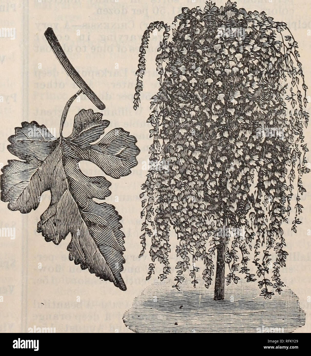 Catalogue Of Pomona Nurseries Nurseries Horticulture New Jersey Catalogs Fruit Trees Seedlings Catalogs Fruit Catalogs Flowers Seeds Catalogs American Ash Magnolia And Healthy Is One Of The Hardiest Endur Ing The
