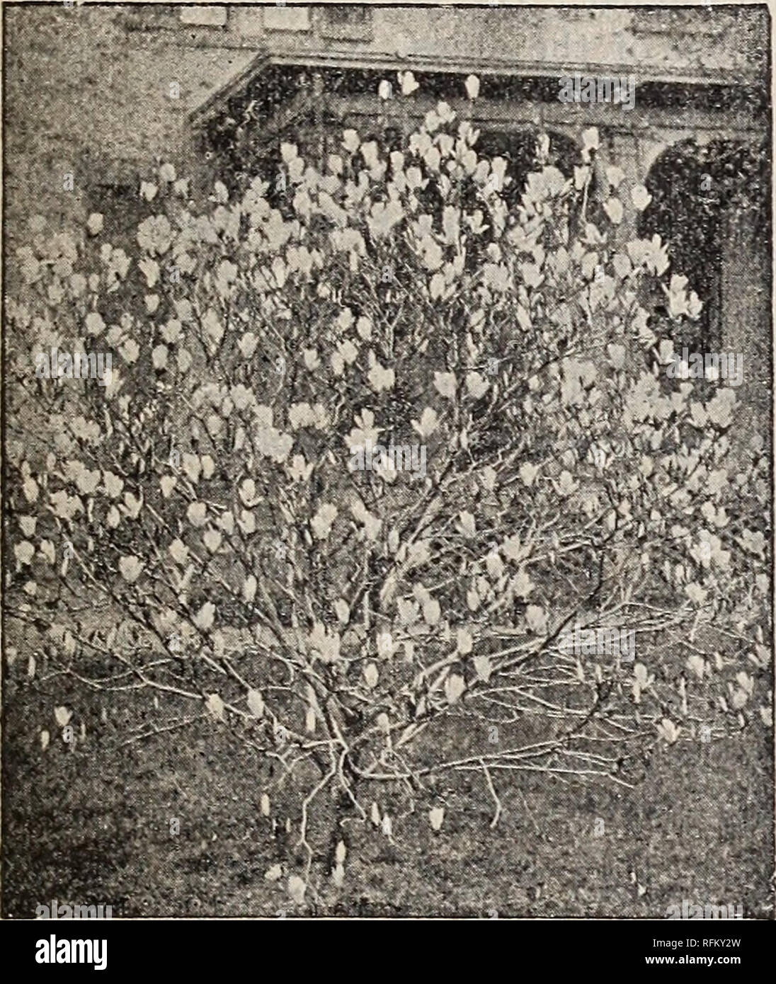 . Catalogue of Pomona Nurseries. Nurseries (Horticulture) New Jersey Catalogs; Fruit trees Seedlings Catalogs; Fruit Catalogs; Flowers Seeds Catalogs. POMONA NURSERIES, PALMYRA, NEW JERSEY. 25 TREES—Continued. Paulownia Imperialis (Imperial Paulownia)— A popular ornamental tree on account of its large tropical-looking leaves and handsome trumpet-shaped violet flowers, borne in upright branching pani- cles. A hardy and rapid grower. Four to five feet. $1.00: five to six feet, $1.50. Willow, Kilmarnock Weeping (Salix caprea pendula)—Being grafted five to six feet high, it forms without trimming  Stock Photo