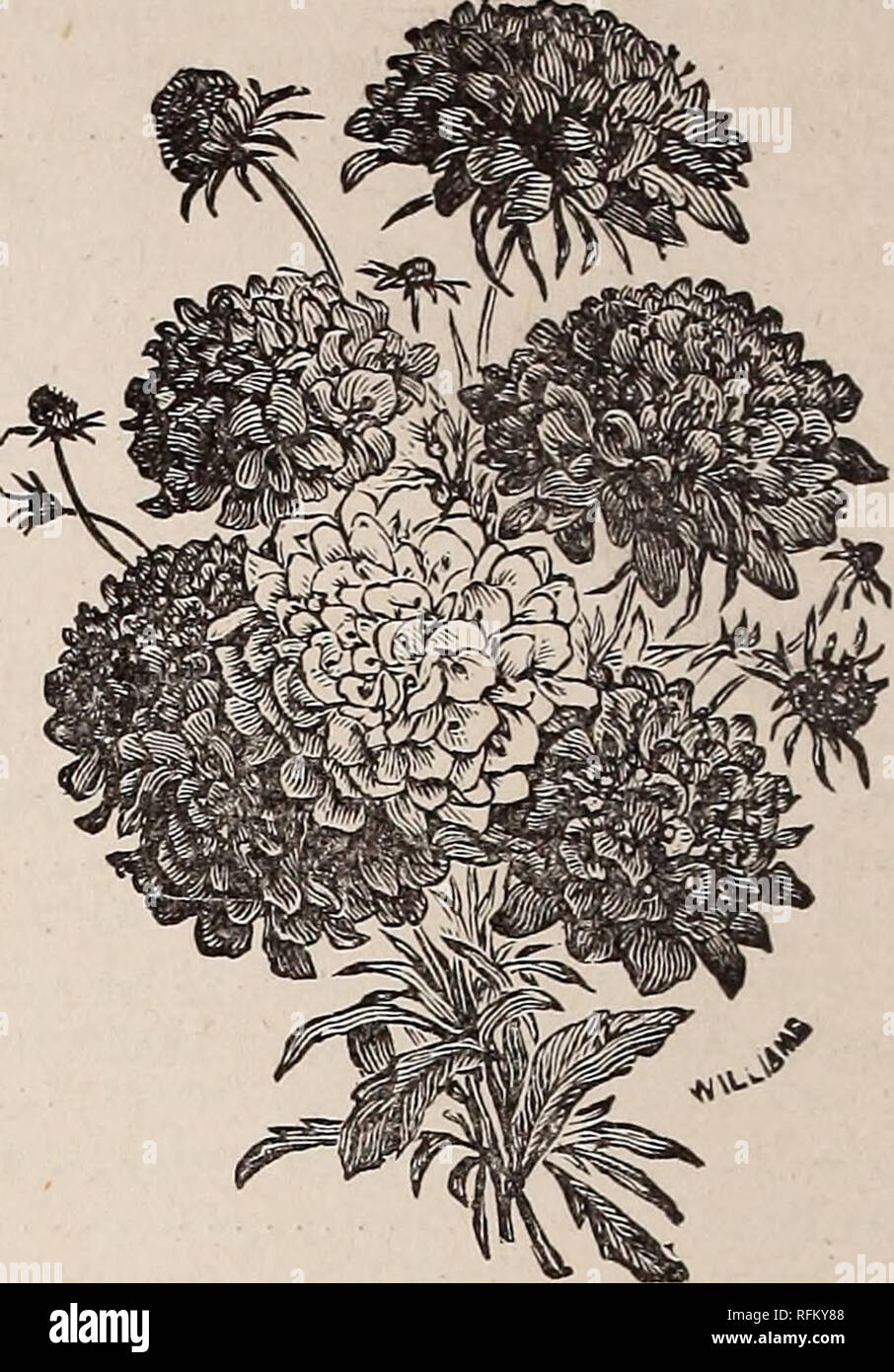 . Annual catalogue of garden, field and flower seeds : bulbs, plants, fertilizers and implements for the farm and garden. Vegetables Seeds Catalogs; Flowers Seeds Catalogs; Agricultural implements Catalogs; Commercial catalogs Rhode Island Providence. SALVIA.. SCABIOSA. Saintpaulia lonantha—The plants are very dwarf and spreading, and produce very freely, violet-like flowers, both in shape and color. Excellent for pot culture in the green-house or window 10 Salpiglossis — Grandiflora — Finest mixed. One of the most beautiful flowering plants, with very large, richly-colored Petunia-like flower Stock Photo