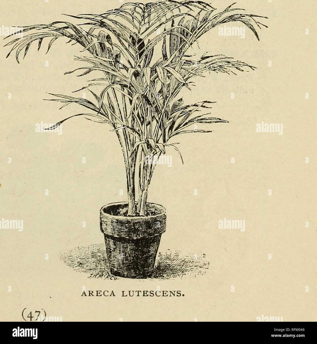 . Trees and plants, hardy ornamentals. Nursery stock New York (State) Catalogs; Plants, Ornamental Catalogs; Ornamental trees Catalogs; Flowers Catalogs; Fruit Catalogs. CHARLES FMMP, RYE, N. Y. Qre^ou^ Departm^r&gt;t. GLADIOLUS, Choice Mixed. Will give brilliant spikes of bloom in a great variety of colors. $2 per 100. Extra Choice Mixed. A special and select assortment of varieties and colors. $4 per 100. HELIOTROPE, Chieftain. The finest and sweetest variety in this fragrant genus. Flowers lilac, in large trusses. HYDRANGEA. See under Deciduous Shrubs. IVY, English. See Hedera, under Climbe Stock Photo