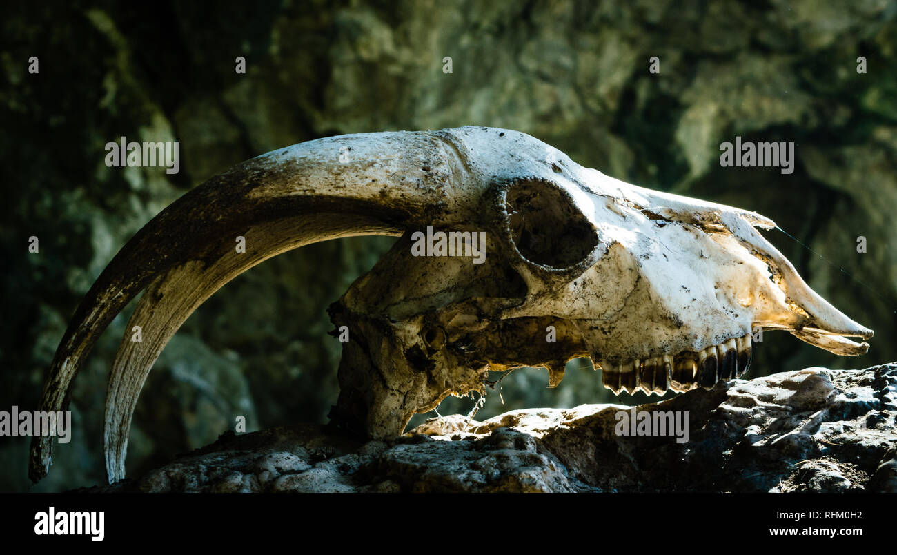 Dry goat skull with big horns on a stone, with the rays of the sun beating on his forehead. Stock Photo