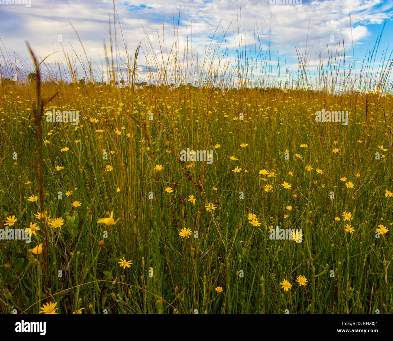 My Image 33