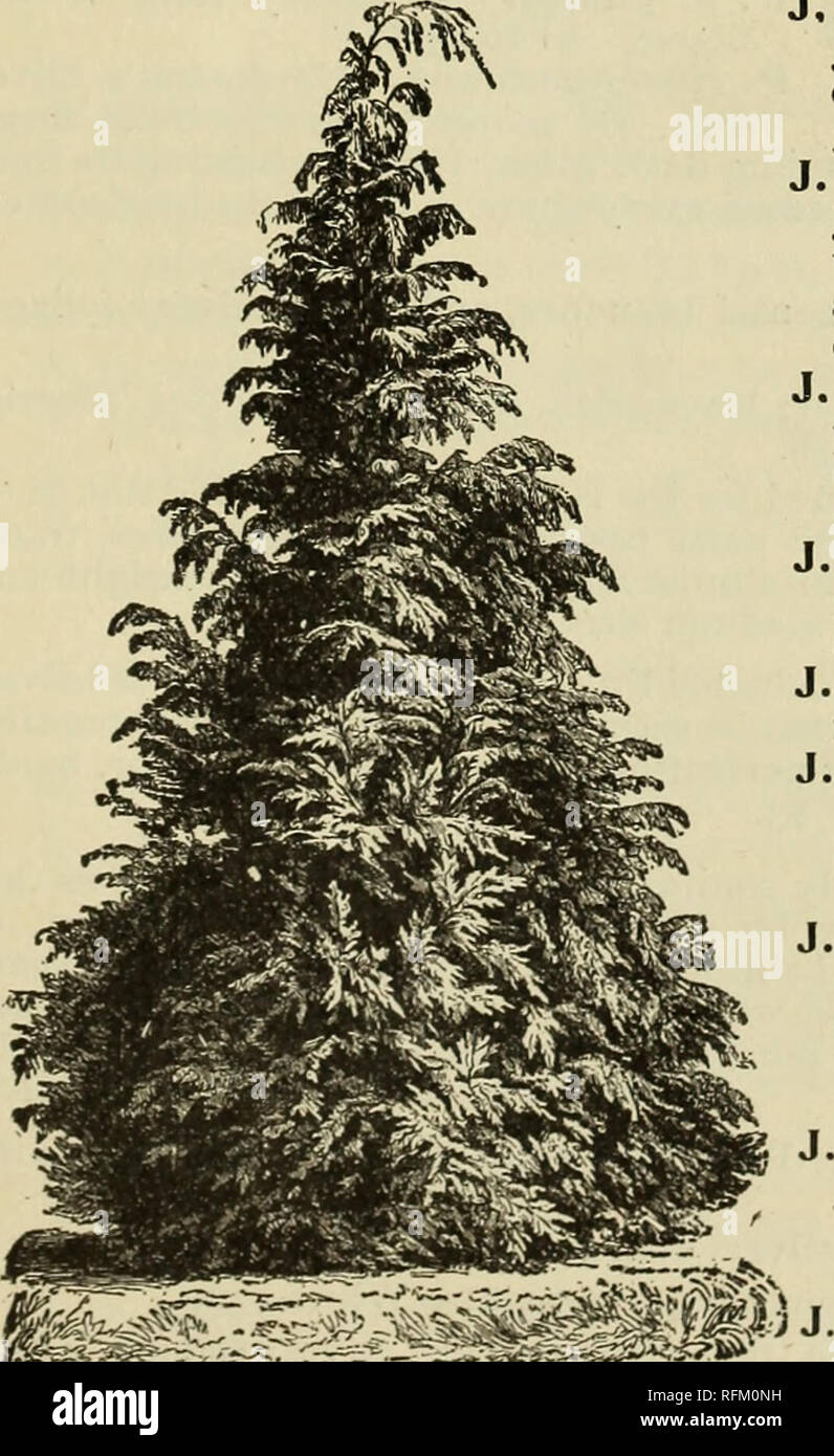 . Trees and plants, hardy ornamentals. Nursery stock New York (State) Catalogs; Plants, Ornamental Catalogs; Ornamental trees Catalogs; Flowers Catalogs; Fruit Catalogs. rjjer^reeps. BIOTA (Oriental Arborvitae). ™s race is not so hardps the Thuya Arbor- v ' vitae, and requires protection in winter ; but the species are so handsome that they are considered well worth the trouble. In warm climates they are great favorites 50c. to $1 each. B. orientals aurea. Golden Arborvitae. A small, elegant tree, with dense, gold-tinted foliage, in flat, upright sprays. B. o. compacta. Of close, dwarfish habi Stock Photo
