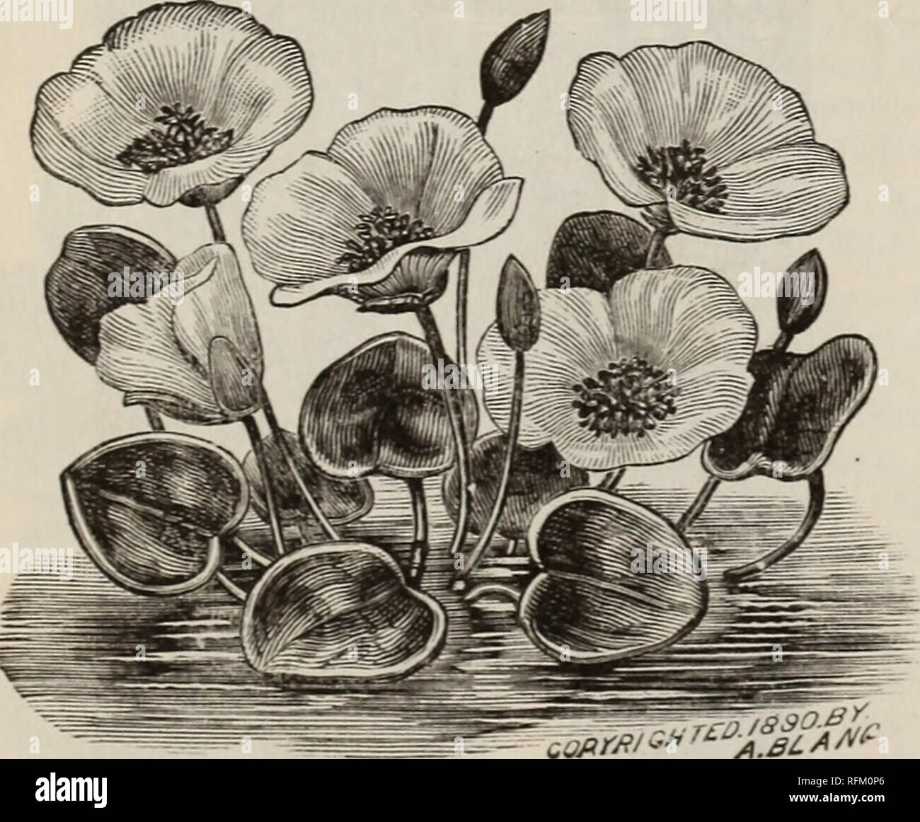 Poppies Floating On Water High Resolution Stock Photography And Images Alamy