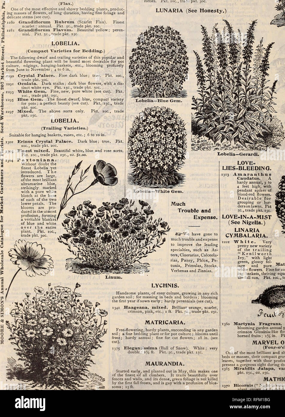 . Key to profit in the garden. Nursery stock Pennsylvania Philadelphia Catalogs; Vegetables Seeds Catalogs; Flowers Seeds Catalogs; Agricultural implements Catalogs. LAYIA. A pretty and attractive little hardy annual that ought to be generally grown for cut-flower purposes. The head is as broad as that of a Marguerite, but much wider. A bed or mass of this annual produces a fine effect, owing to the large quantity of bloom produced; 15 in. 1260 Elegans, mixed. White and yellow. Pkt. 5c, trade pkt. 15c. LAVENDER. 1265 Fragrans. An ornamental hardy perennial, bearing long spikes of fragrant blue Stock Photo