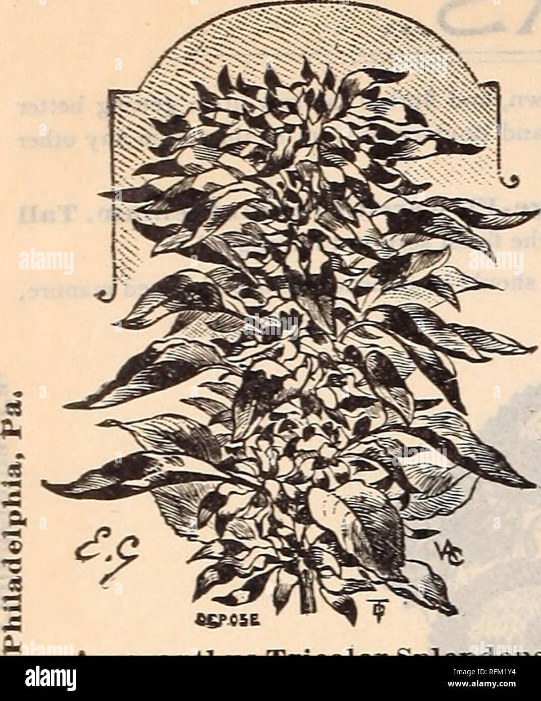 . Key to profit in the garden. Nursery stock Pennsylvania Philadelphia Catalogs; Vegetables Seeds Catalogs; Flowers Seeds Catalogs; Agricultural implements Catalogs. A marautlms Tricolor Splendens. AMARANTHUS. Ornamental foliage and flowering an- nuals of striking effect; they are of rapid growth, easy culture and very showy, with flower spikes or richly colored foliage. For semi-tropical gardening they are unique and effective; 3 feet. 80 C a ud at us (Love Lies Bleeding). Long racemes of curious looking, blood red, drooping flowers. Pkt. 5c, trade pkt. 10c. 81 Salicifolius (Fountain Plant).  Stock Photo