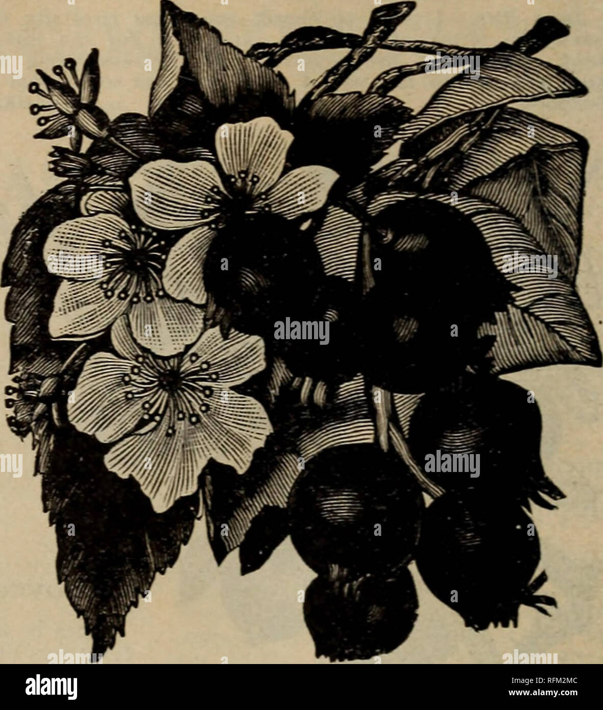 . Everything for the fruit grower : 1899. Nurseries (Horticulture), Ohio, Bridgeport, Catalogs; Nursery stock, Ohio, Catalogs; Fruit trees, Seedlings, Catalogs; Fruit, Catalogs; Flowers, Catalogs; Plants, Ornamental, Catalogs. Eleagnus Long^pes. ELEAGNUS LONGIPES. This new and valuable acquisition, a native of Japan, is one of our most promising new fruits, and we highly recommend it for more general planting. It is worthy a place in both fruit and ornamental collections, as its beau- tiful shape as a shrub, with its dark green foliage, makes it a very conspicuous sight, especially when loaded Stock Photo