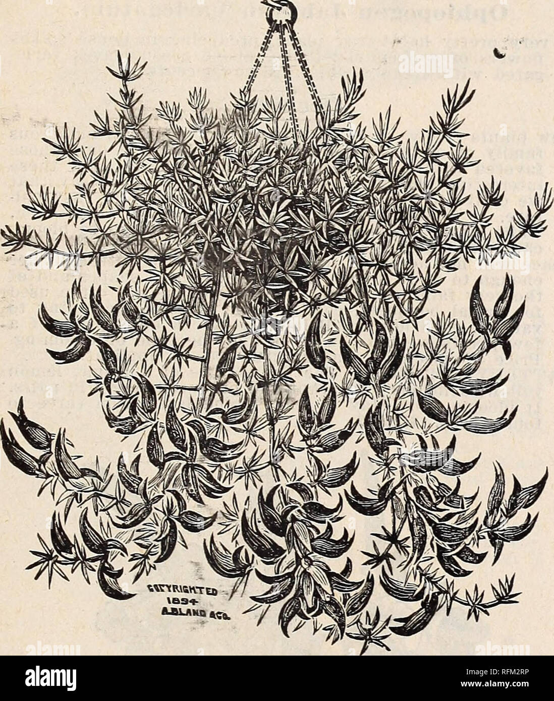 . Floral catalogue : illustrated. Nurseries (Horticulture) Kentucky Louisville Catalogs; Plants, Ornamental Catalogs; Flowers Catalogs; Trees Seedlings Catalogs; Fruit Catalogs. LOUISVILLE, AT. 73 Lobelia. Splendid basket plant, producing hundreds of little blue, wliite or niarmorated flowers without interruption. We cultivate three of the best varieties. Per dozen, 75 cents: per hundred, $5; 10 cents each. Lopezia Rosea. Free growing, red flowering plant, blooming constantly from !ovember to April. 10 cents each. ALBA. Same as above; white flowering. 10 cents each. Lotus Pelioryncnus.. (CORA Stock Photo