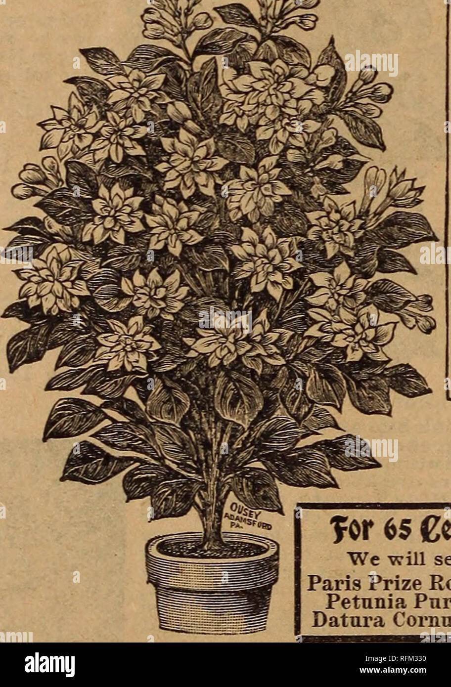 . Farm and floral guide. Nurseries (Horticulture) Minnesota Catalogs; Fruit Catalogs; Flower Seeds Catalogs; Plants, Ornamental Catalogs; Agricultural implements Catalogs. . Please note that these images are extracted from scanned page images that may have been digitally enhanced for readability - coloration and appearance of these illustrations may not perfectly resemble the original work.. L. L. May & Co; Henry G. Gilbert Nursery and Seed Trade Catalog Collection. St. Paul, Minn. : L. L. May & Co. Stock Photo