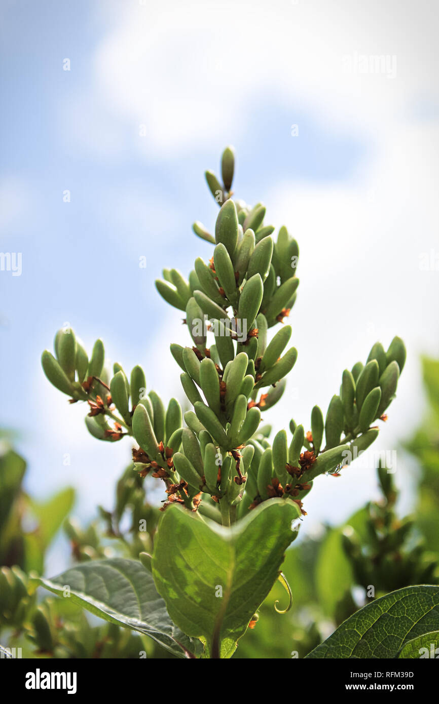 Green seed pods on a lilac tree branch Stock Photo