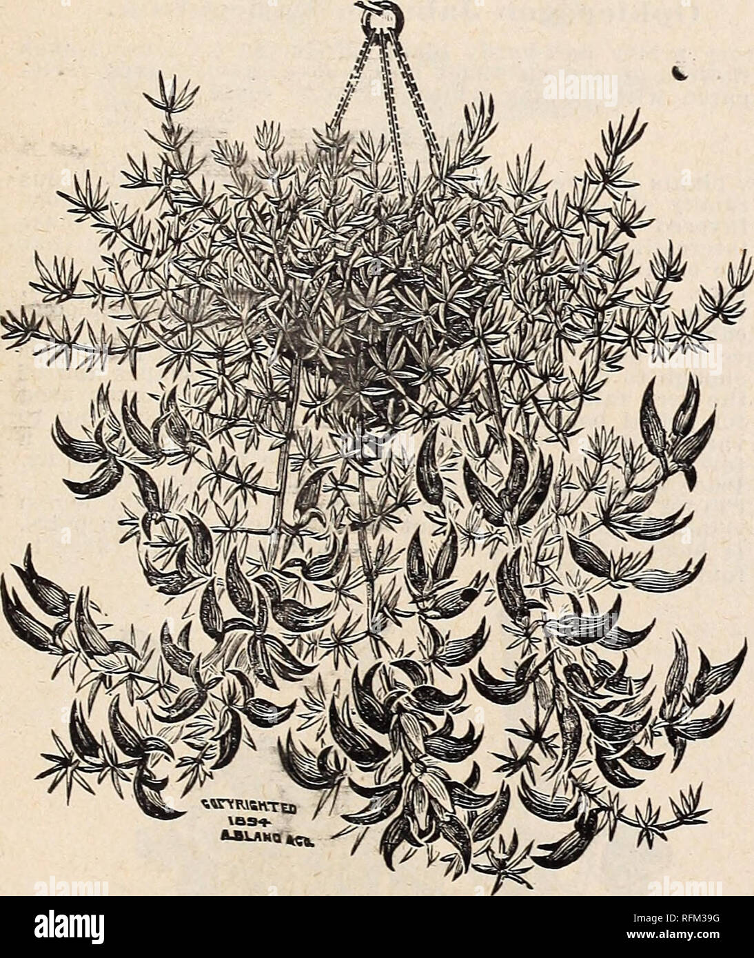 . Floral catalogue : illustrated. Nurseries (Horticulture) Kentucky Louisville Catalogs; Plants, Ornamental Catalogs; Flowers Catalogs; Trees Seedlings Catalogs; Fruit Catalogs. L0VI8YTLLE, KY. 73 Lobelia. Splendid basket plant, producing hundreds of little blue, white or marmorated flowers without interruption. We cultivate three of the best varieties. Per dozen, 75 cents: per hundred, $5; 10 cents each. Lopezia Rosea. Free growing, red flowering plant, blooming constantly from November to April. 10 cents each. ALBA. Same as above; white flowering. 10 cents each. Lotus Peliorynchus.. (CORAL G Stock Photo