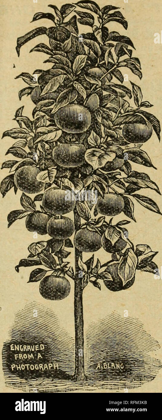 . Spring 1899. Nurseries (Horticulture) Ohio Springfield Catalogs