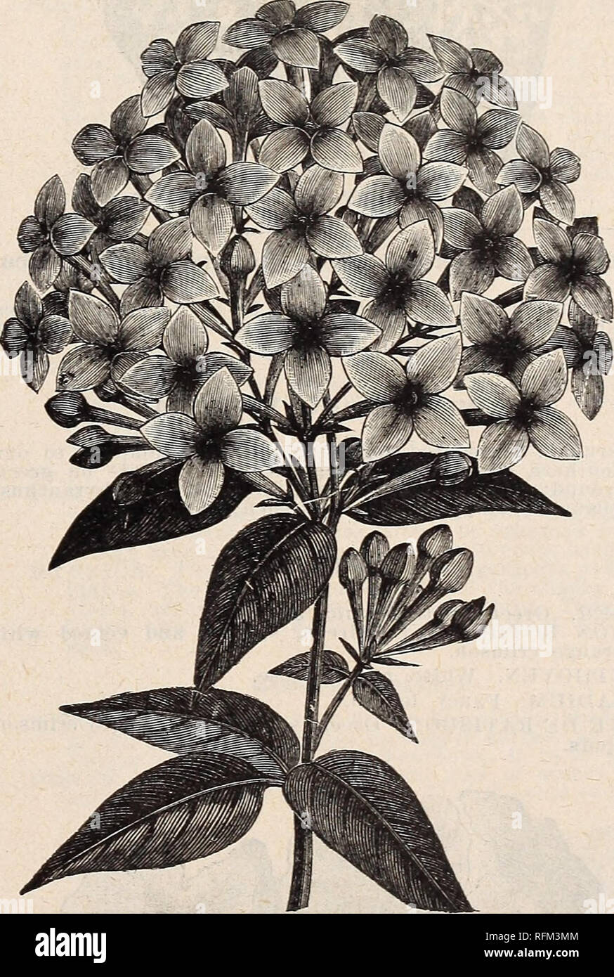 . Floral catalogue : illustrated. Nurseries (Horticulture) Kentucky Louisville Catalogs; Plants, Ornamental Catalogs; Flowers Catalogs; Trees Seedlings Catalogs; Fruit Catalogs. ROSEA MULTIFLORA. This is a sport of the well-known B. Elegans. While inheriting the vigorous growth of its parent, it has larger dark pink flowers of a distinct and handsome shade, but its greatest characteristic is that it is a really ever-blooming variety, introduced by us. THE BRIDE. A fine novelty, brightest pink, large white eye, exquisite. ' VREELANDII. Finest of the white bouvardias; valuable for bouqiiets, bes Stock Photo