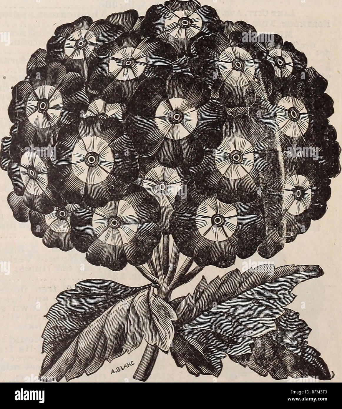 . Good seeds at fair prices : 1899. Nursery stock Minnesota Minneapolis Catalogs; Vegetables Seeds Catalogs; Grasses Seeds Catalogs; Flowers Catalogs. Apple Blossom. Bright rose and pink; very beau- tiful. Oz. 8c; 141b, 20c 3c Blanche Ferry. The earliest. Flowers pink and white, large and very fragrant; stems long. Oz. 7c; % lb. 20c; 3c Blanche Burpee. Largest pure white. Oz. 10c; ^lb. 30c; 5c Bronze King. Terra cottatint; wings ivory white. Oz. 8c; 141b. 25c; 3c Captain Clarke. White and lavender, streaked with carmine. Oz. 80; *4 lb. 20c 3c Hultiflora Rose. True Multiflora or the New Fairy R Stock Photo