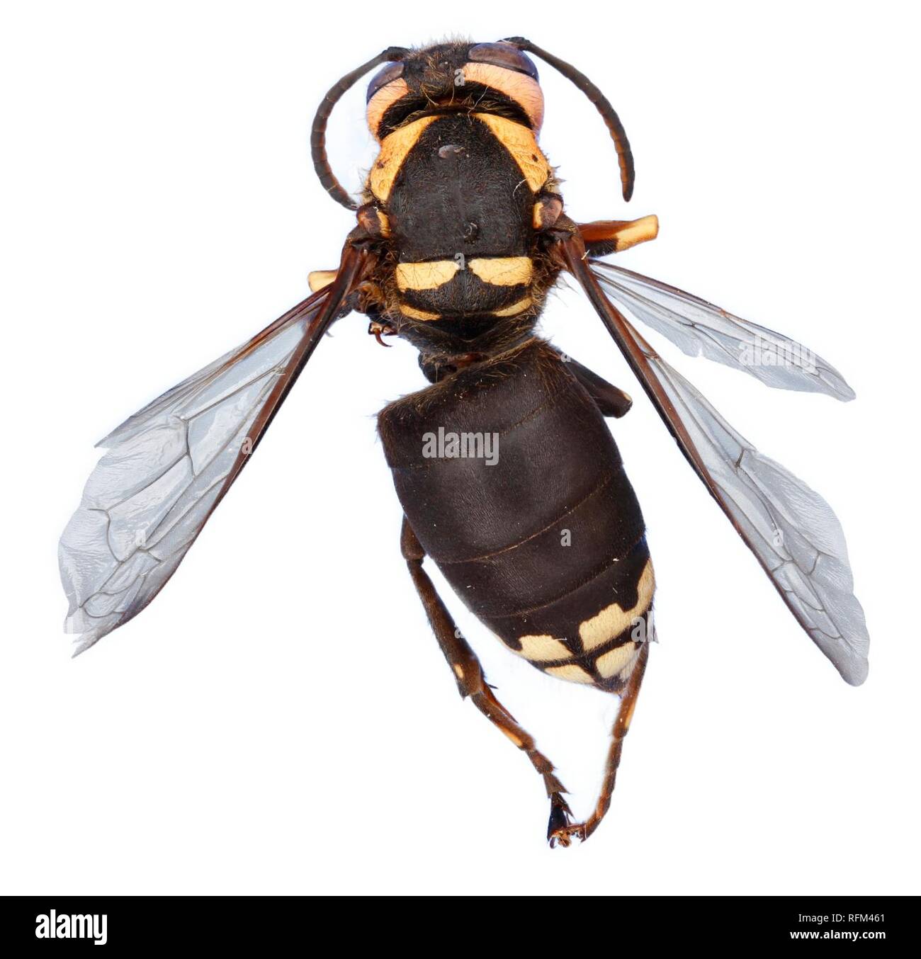 Bald-faced Hornet (Vespidae, Dolichovespula maculata (Linnaeus)) (32512319833) white background. Stock Photo