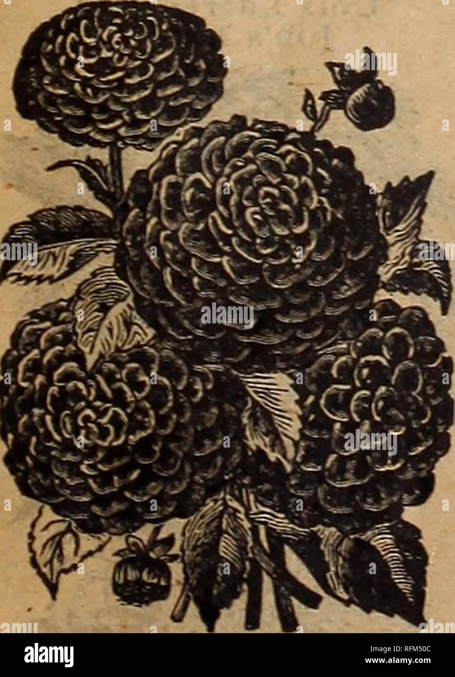 . Farm and floral guide. Nurseries (Horticulture) Minnesota Catalogs