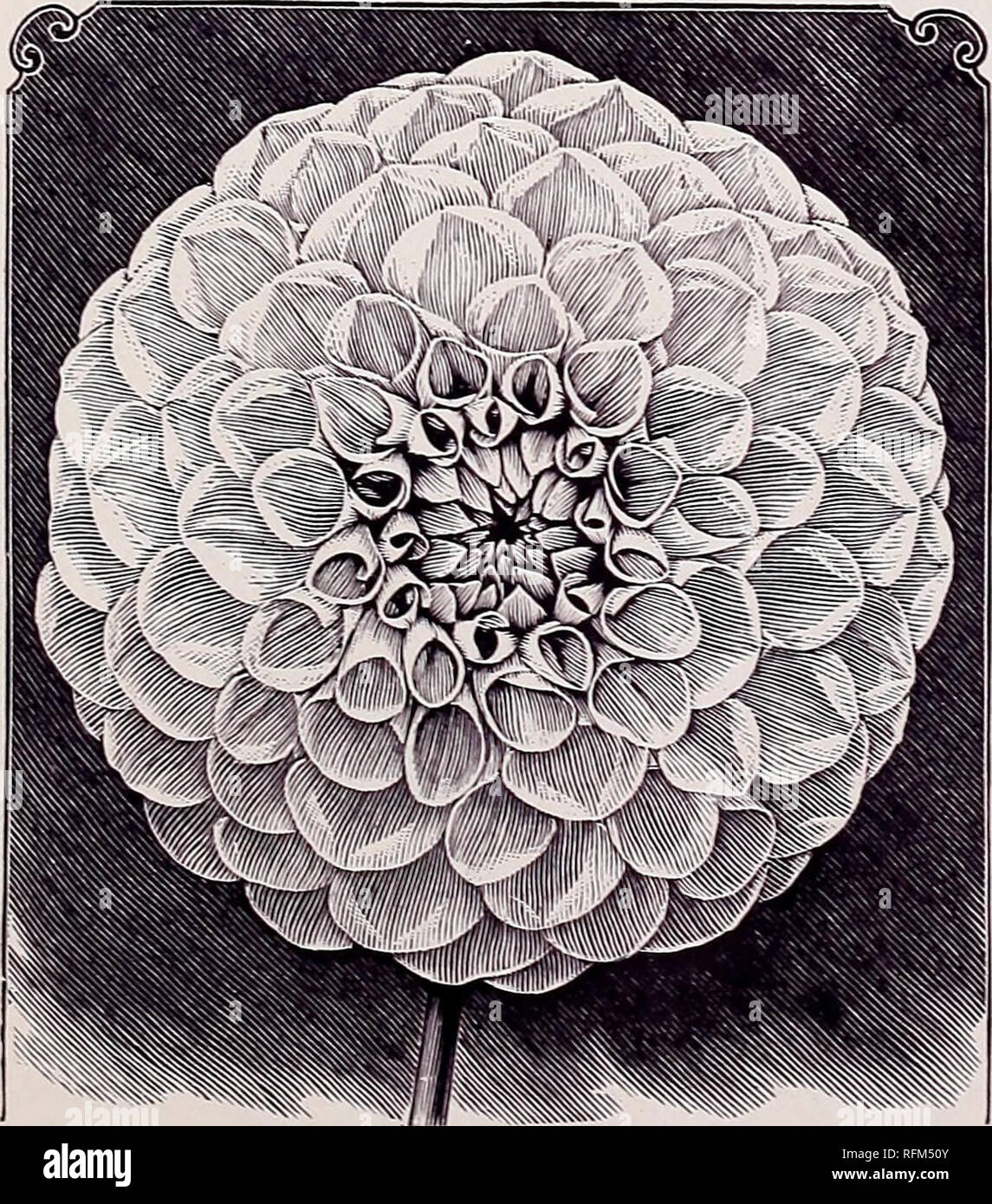 . Peacock's descriptive trade list : 1899. Nursery stock New Jersey Atco Catalogs; Flowers Seeds Catalogs. DESCRIPTIVE TRADE LIST FOR 1899. 11 Show Dahlias—X A. D. Livoni. Beautiful soft pink, with quilled pet- I als and full to the center ; an early and profuse bloomer. Adolph Pefferhorn. Large ; purplish crimson. Amazon. Yellow, edged and tipped bright red ; effective. Arabella. An early and profuse-flowering variety, of large size and perfect form ; color pale primrose, tipped and shaded old rose and lavender. One of the loveliest of this section. Armorer. Deep red ; of fine form, dwarf, an Stock Photo
