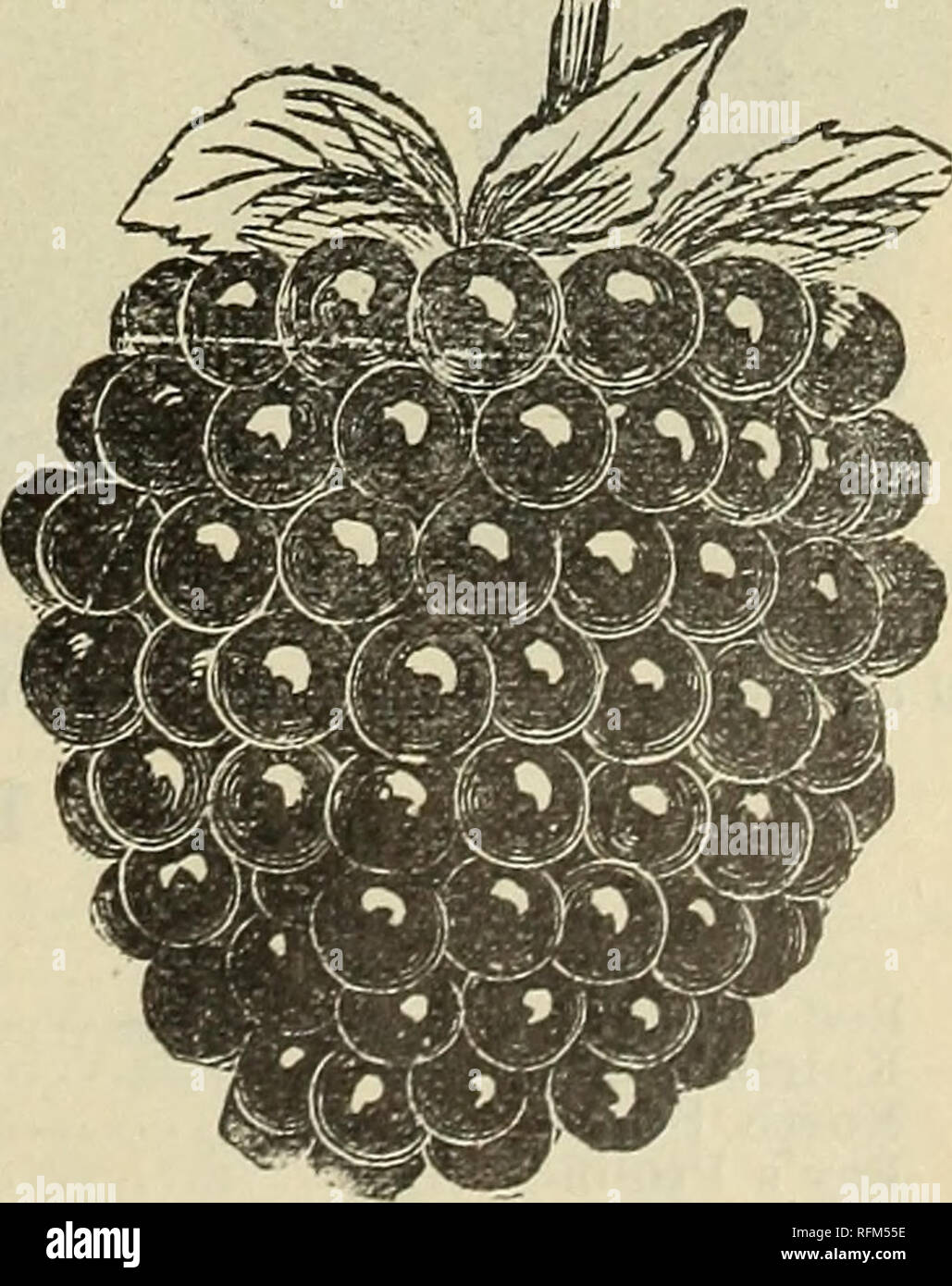 Lucretia dewberry hires stock photography and images Alamy