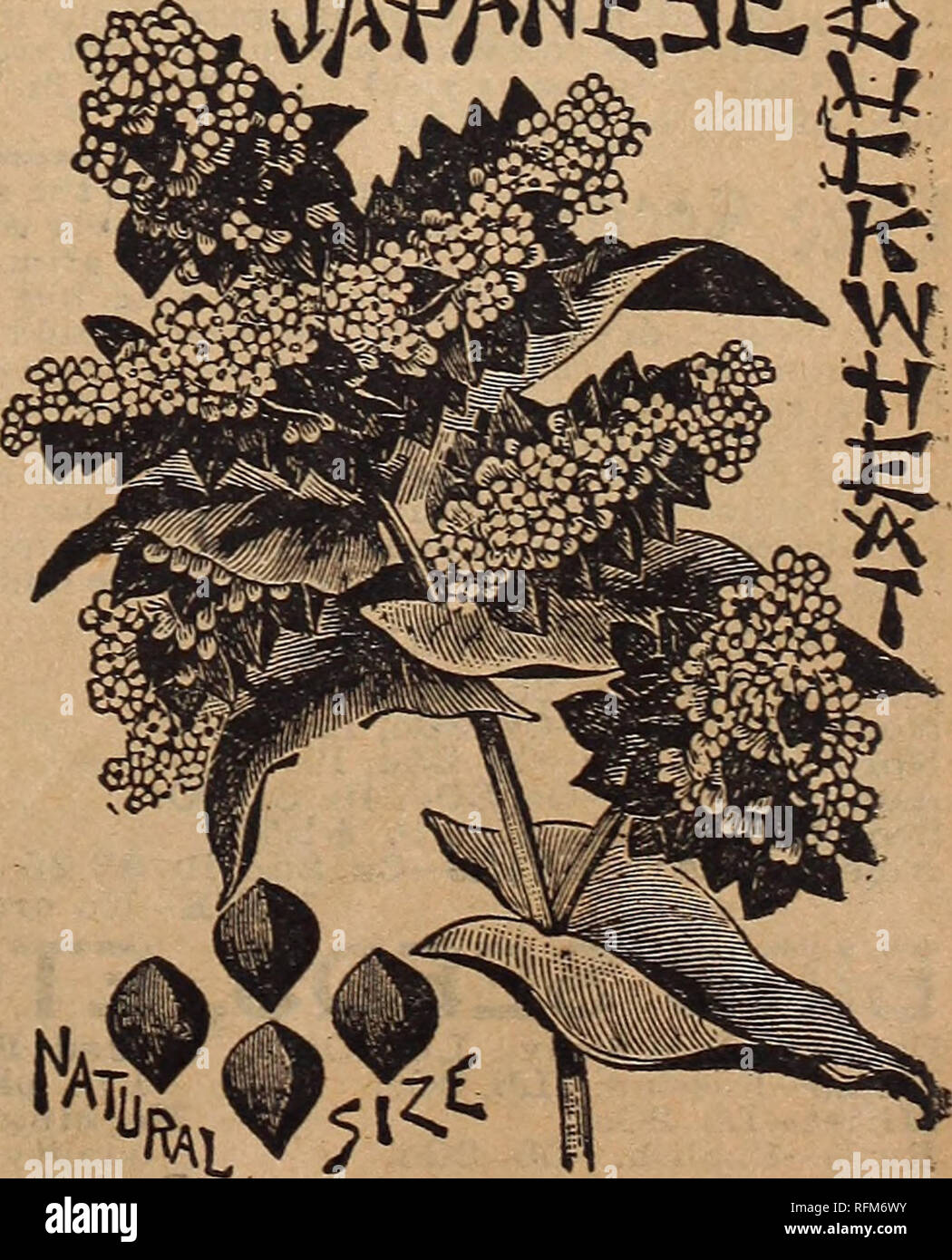 . Farm and floral guide. Nurseries (Horticulture) Minnesota Catalogs; Fruit Catalogs; Flower Seeds Catalogs; Plants, Ornamental Catalogs; Agricultural implements Catalogs. . Please note that these images are extracted from scanned page images that may have been digitally enhanced for readability - coloration and appearance of these illustrations may not perfectly resemble the original work.. L. L. May & Co; Henry G. Gilbert Nursery and Seed Trade Catalog Collection. St. Paul, Minn. : L. L. May & Co. Stock Photo