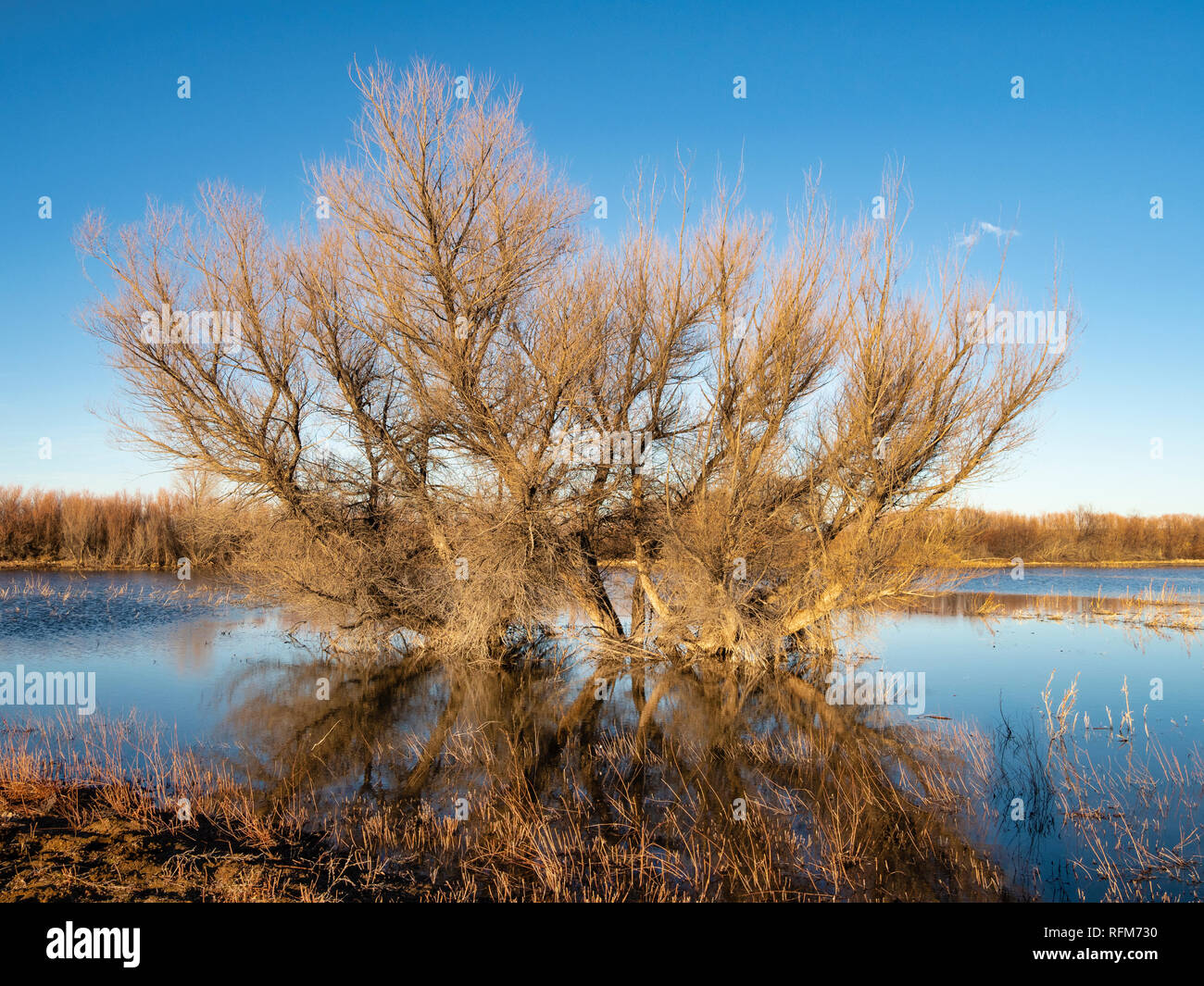 Cottonwood tree in Bosque del Apache in New Mexico. Stock Photo