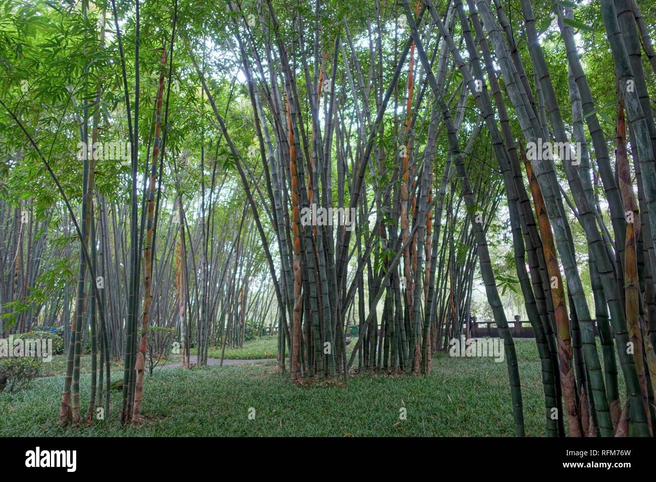 Bamboo - Wangjianglou Park - Chengdu, China - Stock Photo