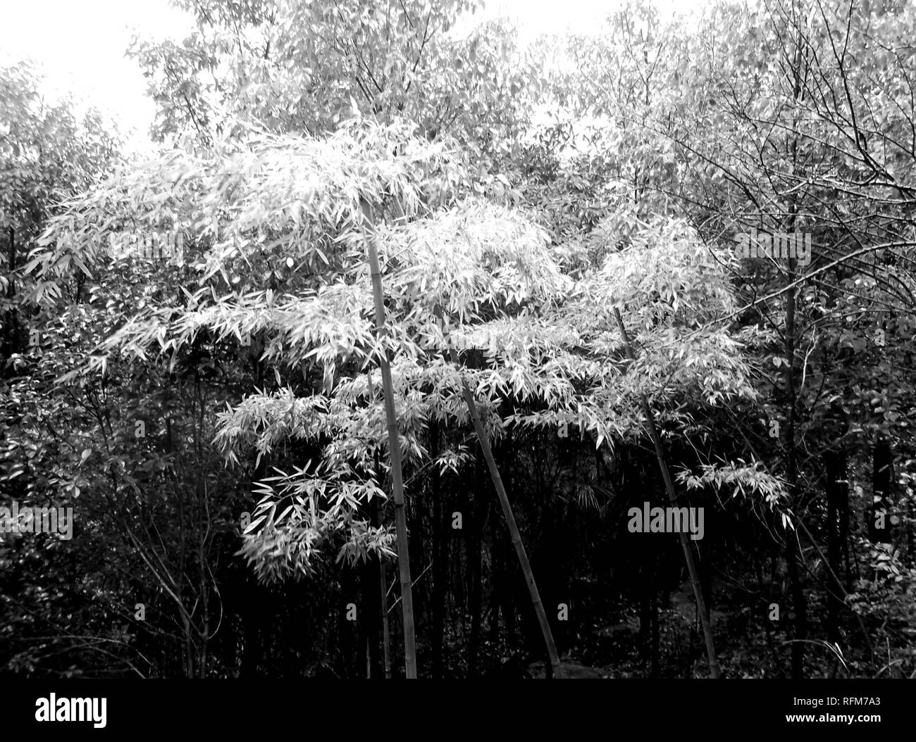 Bamboo Grove Zhong Po Mountain Stock Photo Alamy