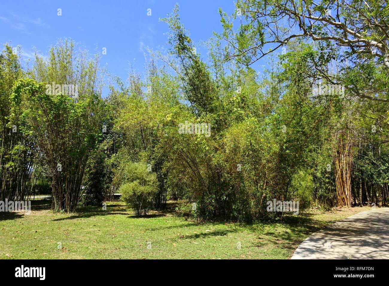 Bamboos Fruit and Spice Park Homestead, Florida Stock Photo Alamy