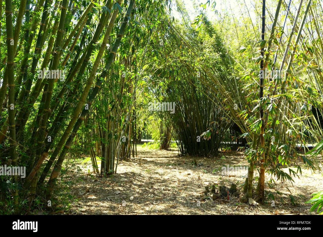 Bamboos Fruit and Spice Park Homestead, Florida Stock Photo Alamy