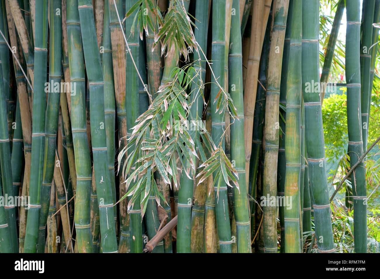 Bambusa emeiensis - Mounts Botanical Garden - Palm Beach County ...