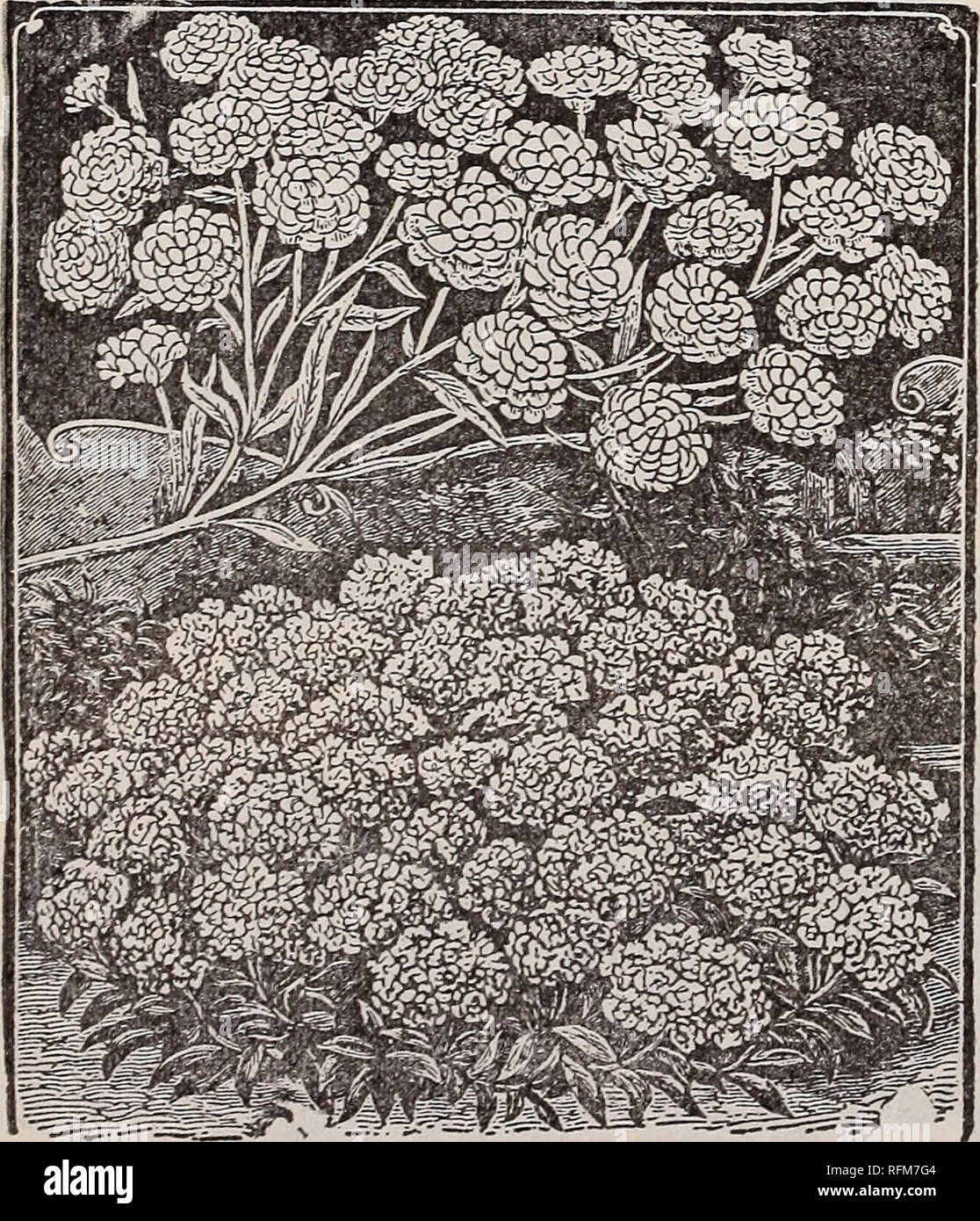 . The Geo. H. Mellen Co. : 1899. Nursery stock Ohio Catalogs; Bulbs (Plants) Catalogs; Flowers Seeds Catalogs; Plants, Ornamental Catalogs; Fruit Catalogs. Hyacinthus Candicans. HAKOY PERENJVIAIy PLANTS. ||New Achillea, THE PEARL. A hardy perennial, the top dying down to the ground every Winter. A plant will produce hundreds and even thousands of flowers the first Sum- mer, but when estab- lished the second year frequently have more than five hundred flowers on a plant at the same time. It commences to bloom early in July, is a per- fect mass of beautiful flowers till frost, the same bloom kee Stock Photo