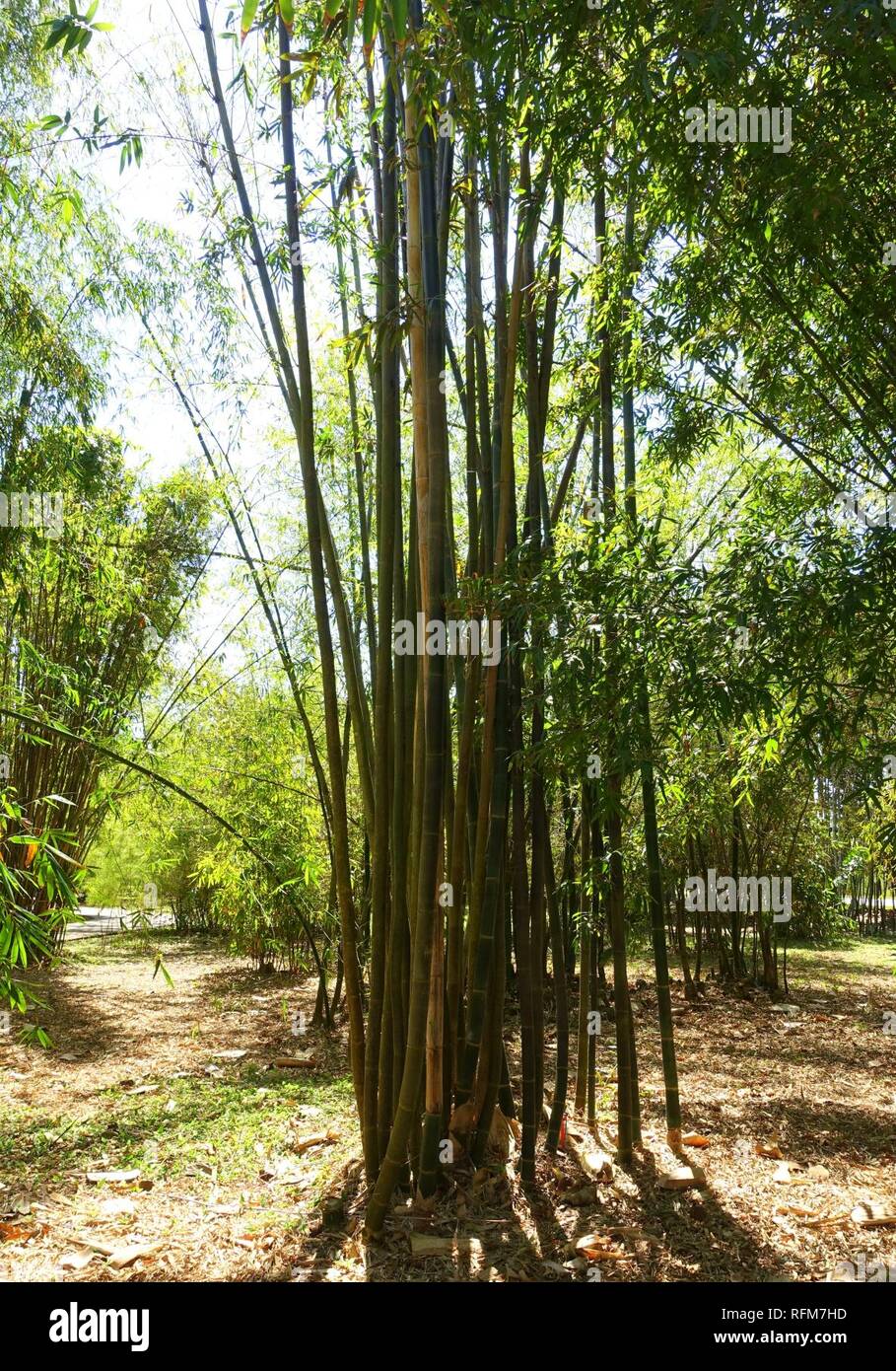 Bambusa oldhamii Fruit and Spice Park Homestead, Florida Stock