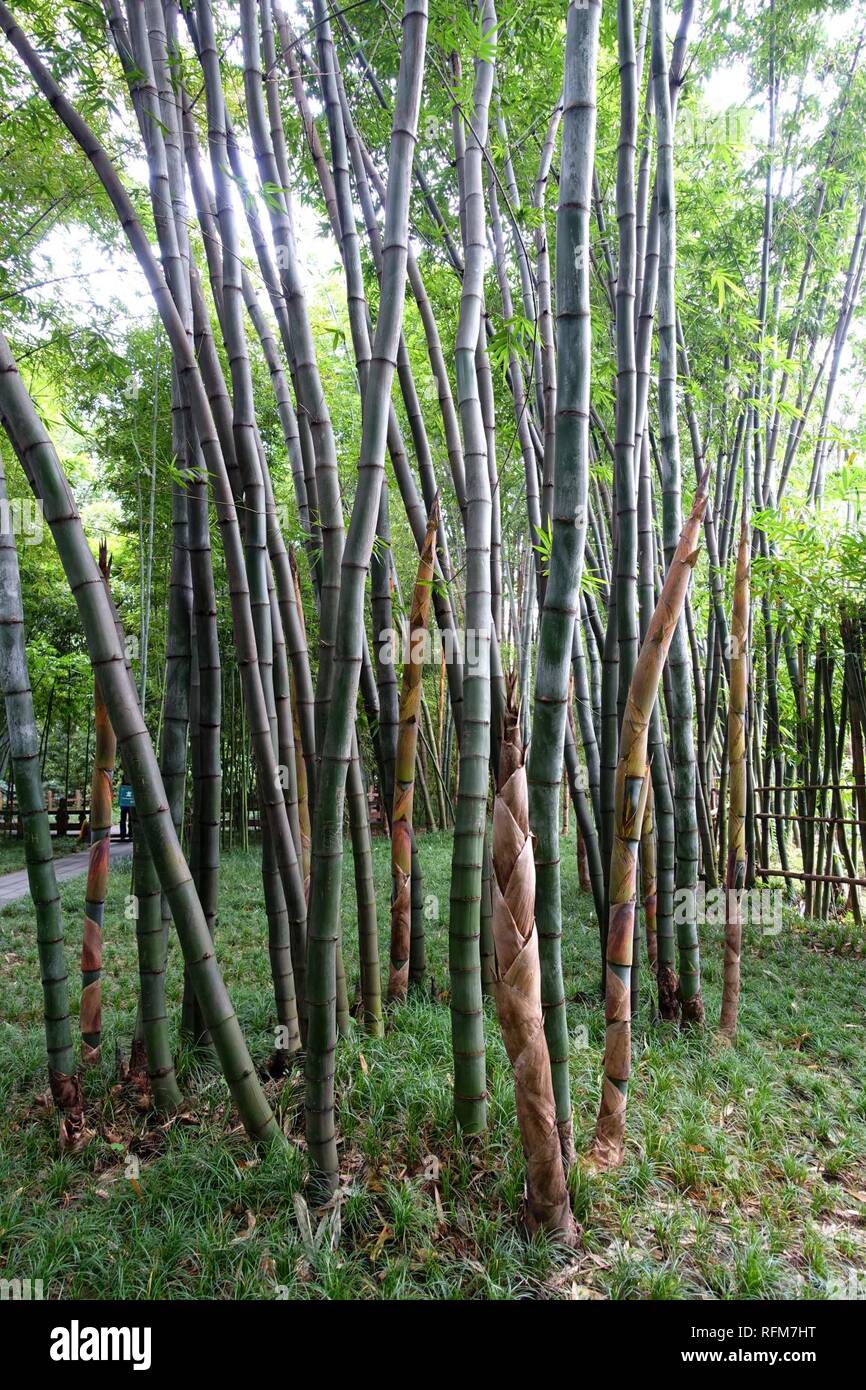 Bambusa rongchengensis (Dendrocalamus rongchengensis) - Wangjianglou Park - Chengdu, China - Stock Photo