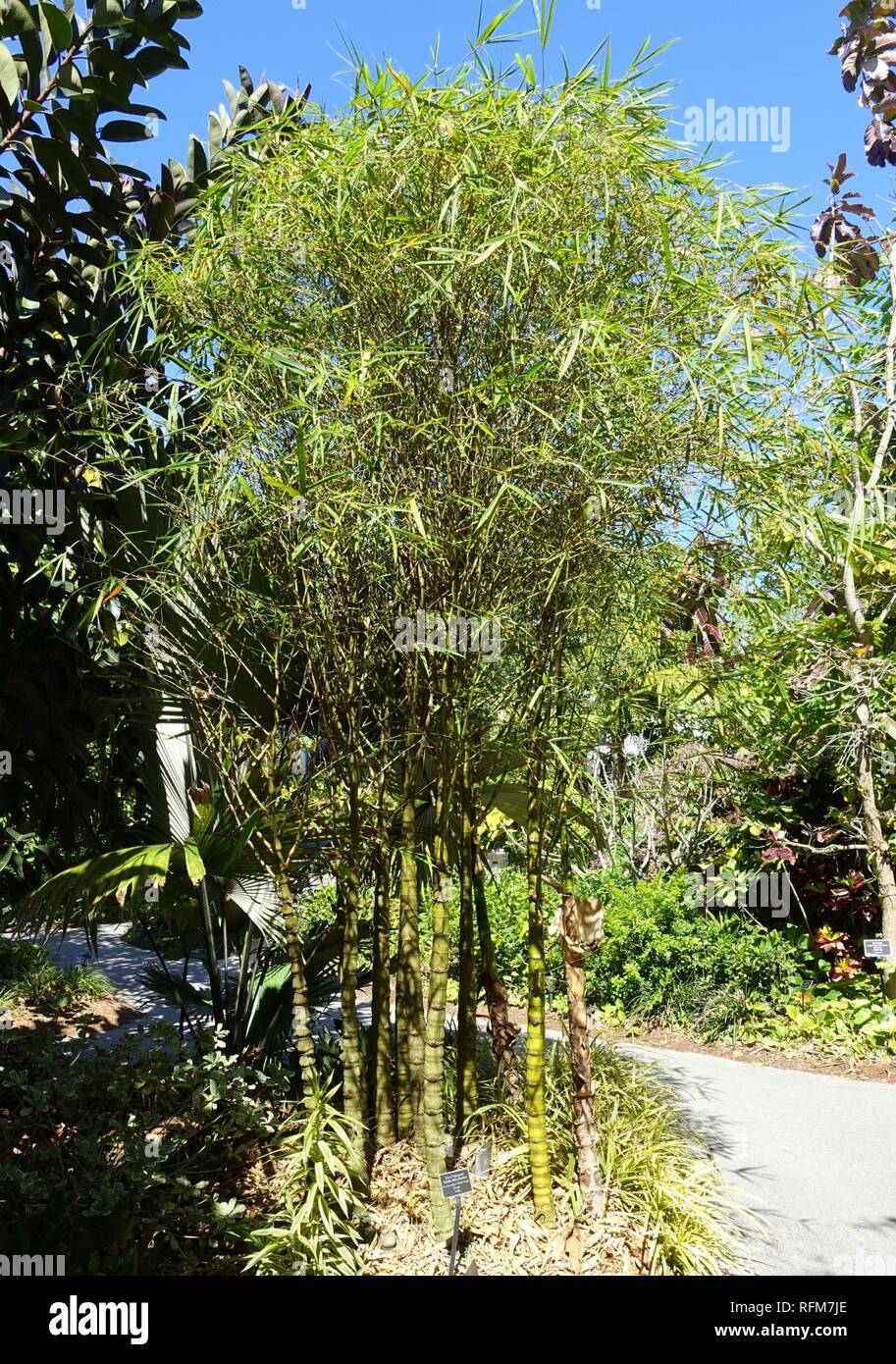 Bambusa vulgaris 'Wamin Striata' - Naples Botanical Garden - Naples, Florida - Stock Photo