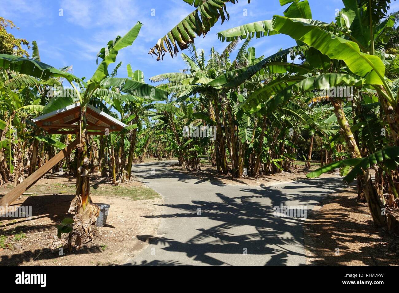 Bananas - Fruit and Spice Park - Homestead, Florida - Stock Photo