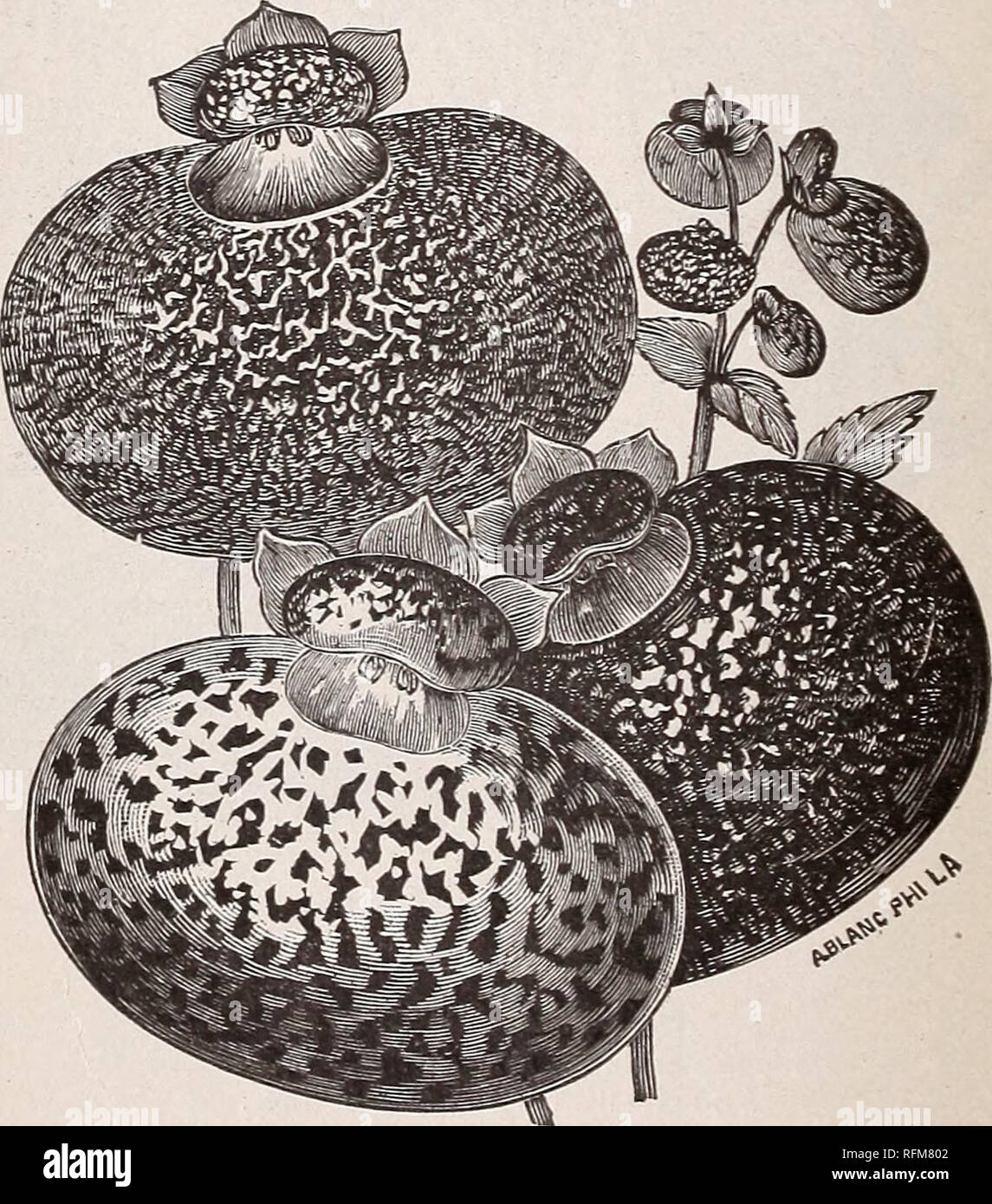 michell s autumn catalogue