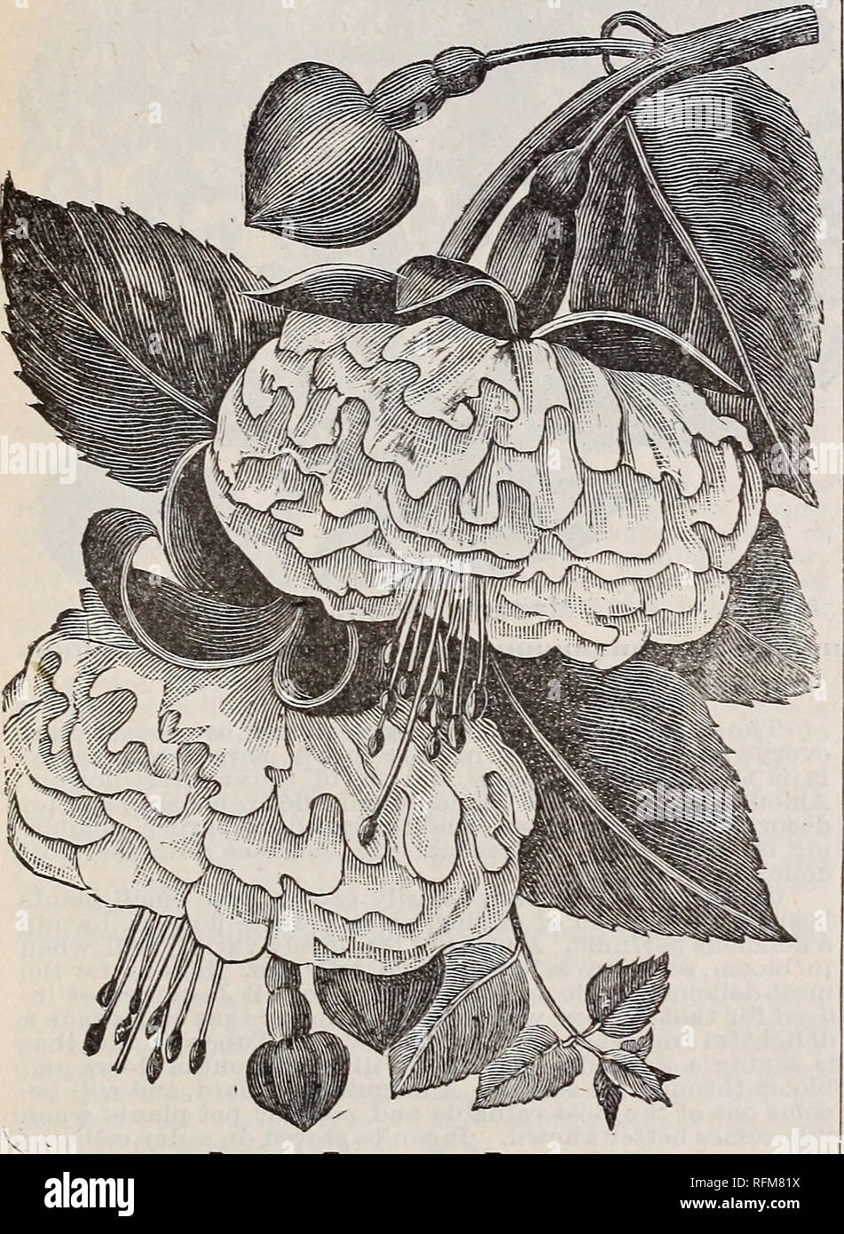 . The Geo. H. Mellen Co. : 1899. Nursery stock Ohio Catalogs; Bulbs (Plants) Catalogs; Flowers Seeds Catalogs; Plants, Ornamental Catalogs; Fruit Catalogs. Innisfalien Greenhouses, Springfield, Ohio. 45 FUCHSIAS O-OO-OO-OO-O-OOOOO-O-O-O-O-OO-O-O-O-O-O' The Fuchias, aliknow, are elegant flowers, delicate in coloring and exuuisitely graceful in form. There are many partially shaded sides of the garden where they succeed admirably, more especially if the soil is made rich and they have, occasionally, a good soaking of water. It is not advisable to place them in a full sun, as they frequently shed Stock Photo