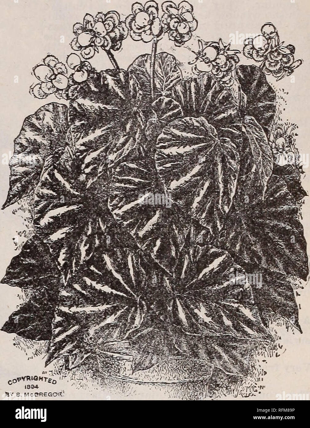 . The Geo. H. Mellen Co. : 1899. Nursery stock Ohio Catalogs; Bulbs (Plants) Catalogs; Flowers Seeds Catalogs; Plants, Ornamental Catalogs; Fruit Catalogs. Begonia Rubra. r *RUBRA. If you only have one Begonia, let it be a Rubra, for it * will prove a constant delight. It is so fast growing that â¦ * it will in a year or two reach the top of your window, â¦ t sending up heavy stiff canes an inch in diameter, and * â f rising beside them will grow strong, slender branches, I * gracefully drooping under heavy waxen leaves and t 1 pendant panicles of coral-colored flowers as large as a â¦ * hand. Stock Photo