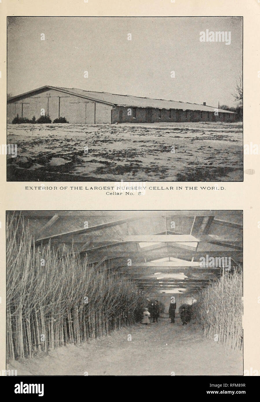 . Illustrated descriptive catalogue of fruit trees and small fruits