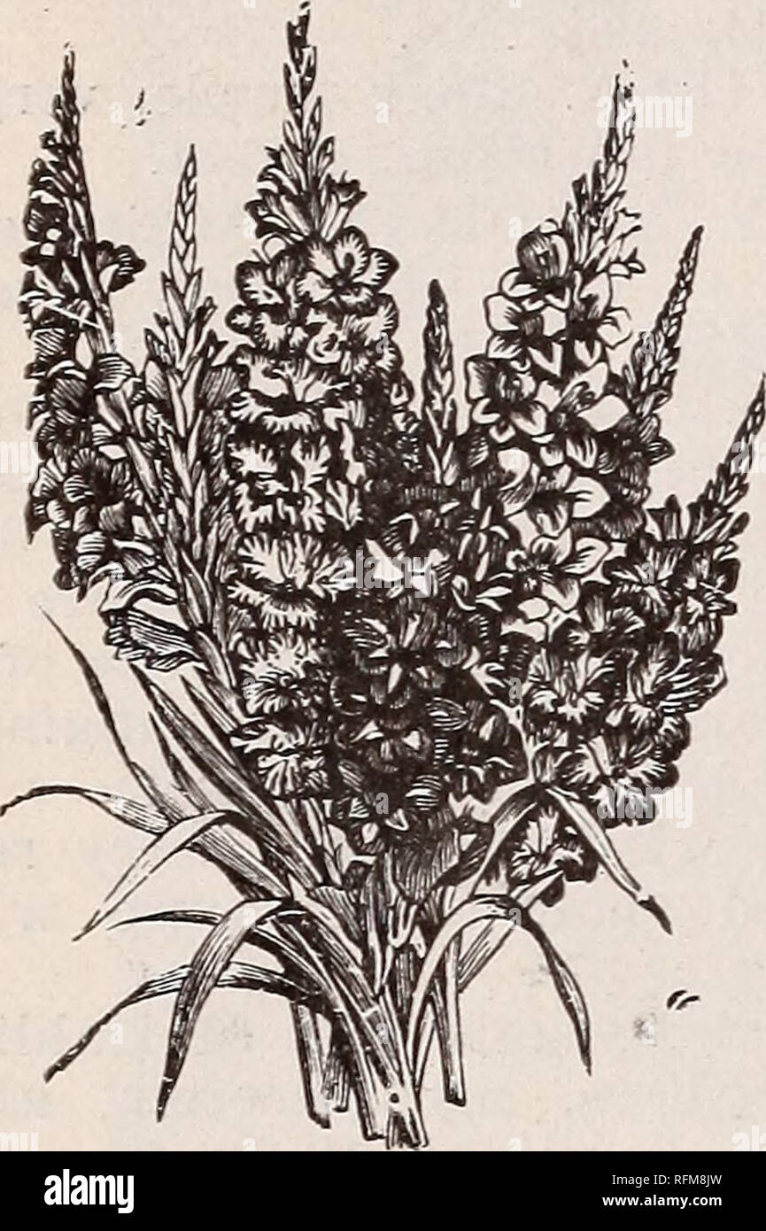 Mitchell S Catalogue Seeds Bulbs Garden Supplies Nursery Stock Colorado Denver Catalogs Vegetables Seeds Catalogs Flowers Seeds Catalogs Gardening Equipment And Supplies Catalogs 32 Mitchell S Seed Store 1551 Champa Street Denver