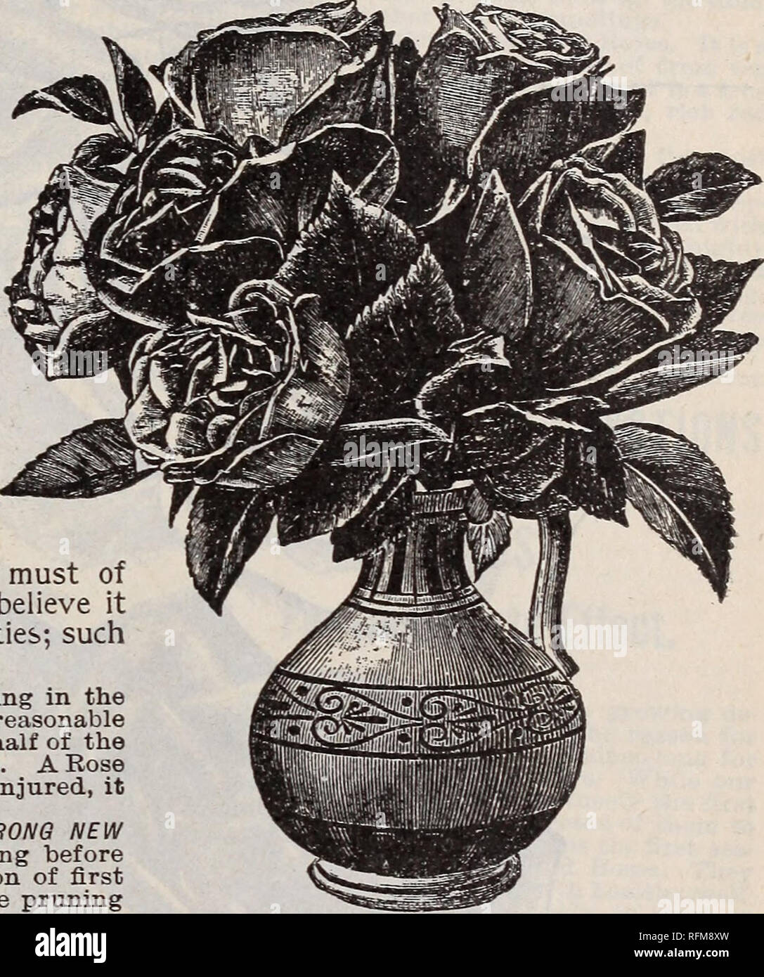 . The Geo. H. Mellen Co. : 1899. Nursery stock Ohio Catalogs; Bulbs (Plants) Catalogs; Flowers Seeds Catalogs; Plants, Ornamental Catalogs; Fruit Catalogs. 1^ ^ $ $ ^ ^ S GOLD among the precious metals, and as the diamond compared with other gems, so is the Rose in its supremacy of loveliness among the flowers. Poets of all ages ^ have sung of its regent beauty, and by universal consent it has been crowned Queen ' of the Floral Kingdom. Roses are the fit adornment of happy homes. They are alike the solace of the lowly and the delight of the affluent. Among all classes and conditions of peopl Stock Photo