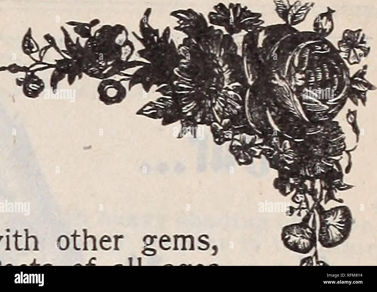 . The Geo. H. Mellen Co. : 1899. Nursery stock Ohio Catalogs; Bulbs (Plants) Catalogs; Flowers Seeds Catalogs; Plants, Ornamental Catalogs; Fruit Catalogs. ROSES. 1^ ^ $ $ ^ ^ S GOLD among the precious metals, and as the diamond compared with other gems, so is the Rose in its supremacy of loveliness among the flowers. Poets of all ages ^ have sung of its regent beauty, and by universal consent it has been crowned Queen ' of the Floral Kingdom. Roses are the fit adornment of happy homes. They are alike the solace of the lowly and the delight of the affluent. Among all classes and conditions o Stock Photo