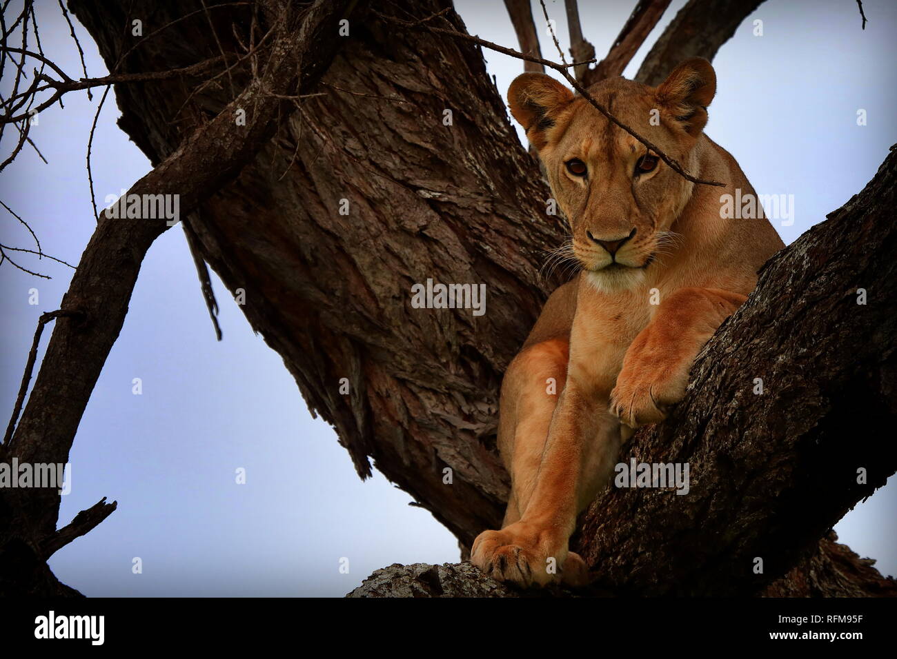 Tree Climbing Lions of Tarangire, Tanzania Stock Photo