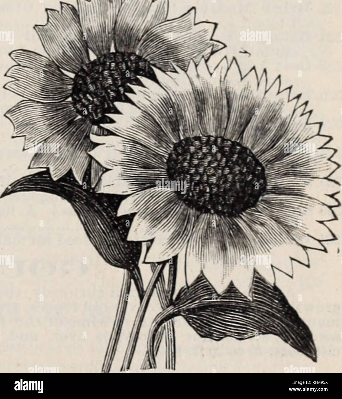 . McCullough's seed catalogue and amateur's guide 1899. Nursery stock Ohio Cincinnati Catalogs; Vegetables Seeds Catalogs; Flowers Catalogs; Plants, Ornamental Catalogs; Gardening Equipment and supplies Catalogs. Gaillardia Picta. GKNISTA. Canariense. Handsome plants for room decoration, with bright yellow flowers; grown in five or six inch pots they make fine specimens. Tender perennial 10c GERANIUM. Although perennials, they will produce nice bushy plants and flower from seed sown the same&quot;season. The heads of gorgeous flowers, of many shades of color, borne continuously, render this on Stock Photo